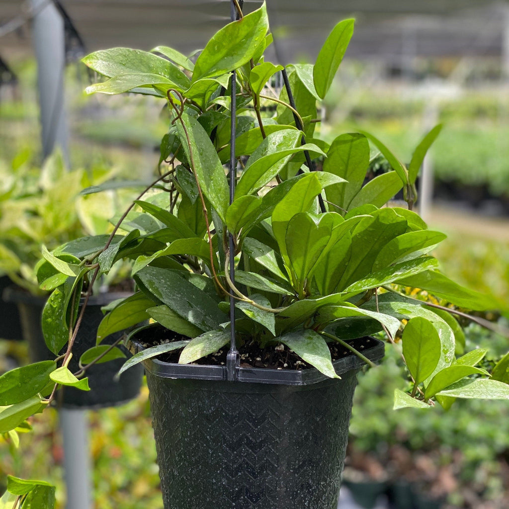 Hoya Publicalyx Splash in Hanging Basket, Live Plant Variegated in a green pot