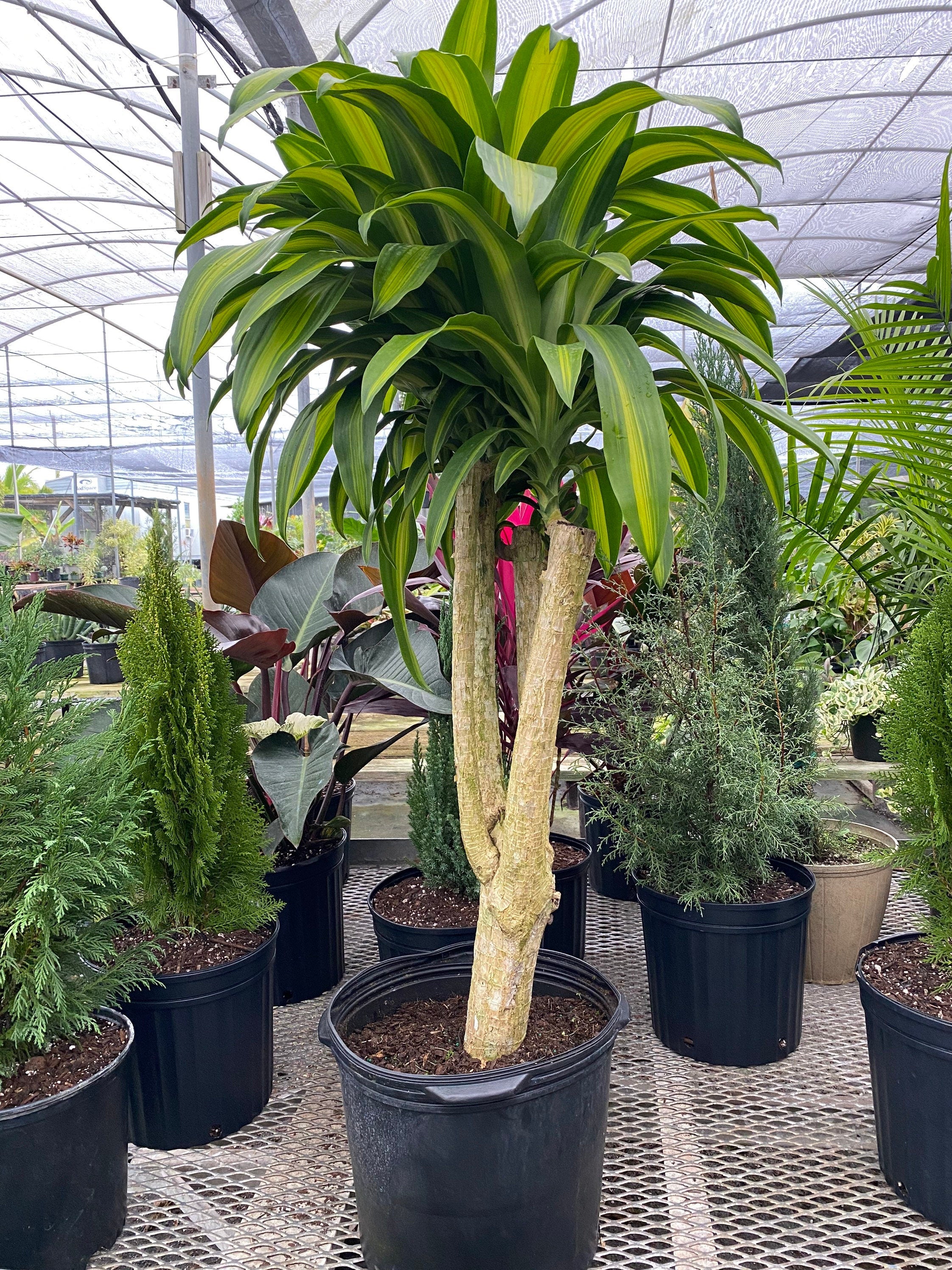 Dracaena Massangeana Mass Cane Stump Form, Corn Plant in black pot