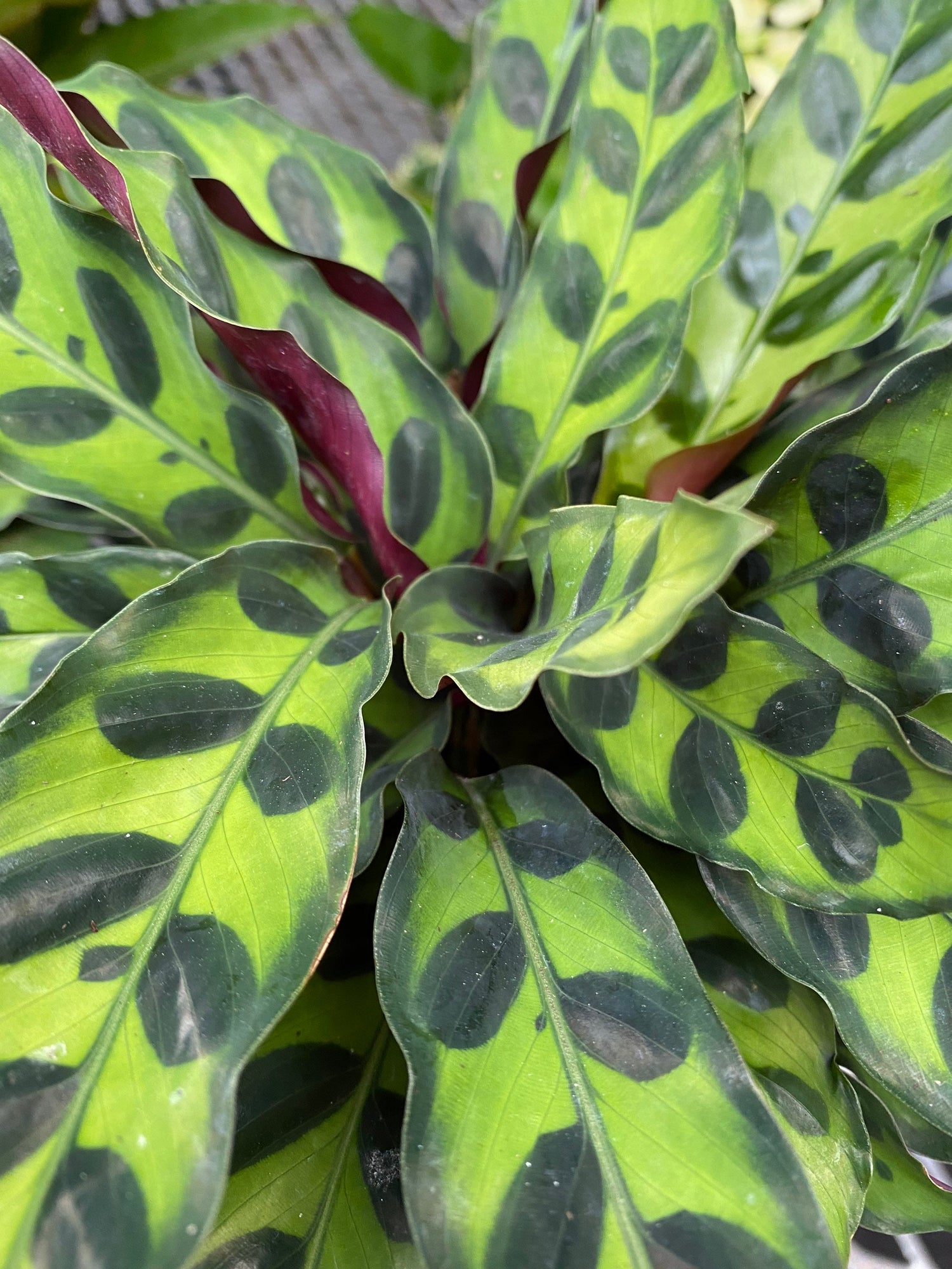 Calathea RattleSnake Prayer Plants close view