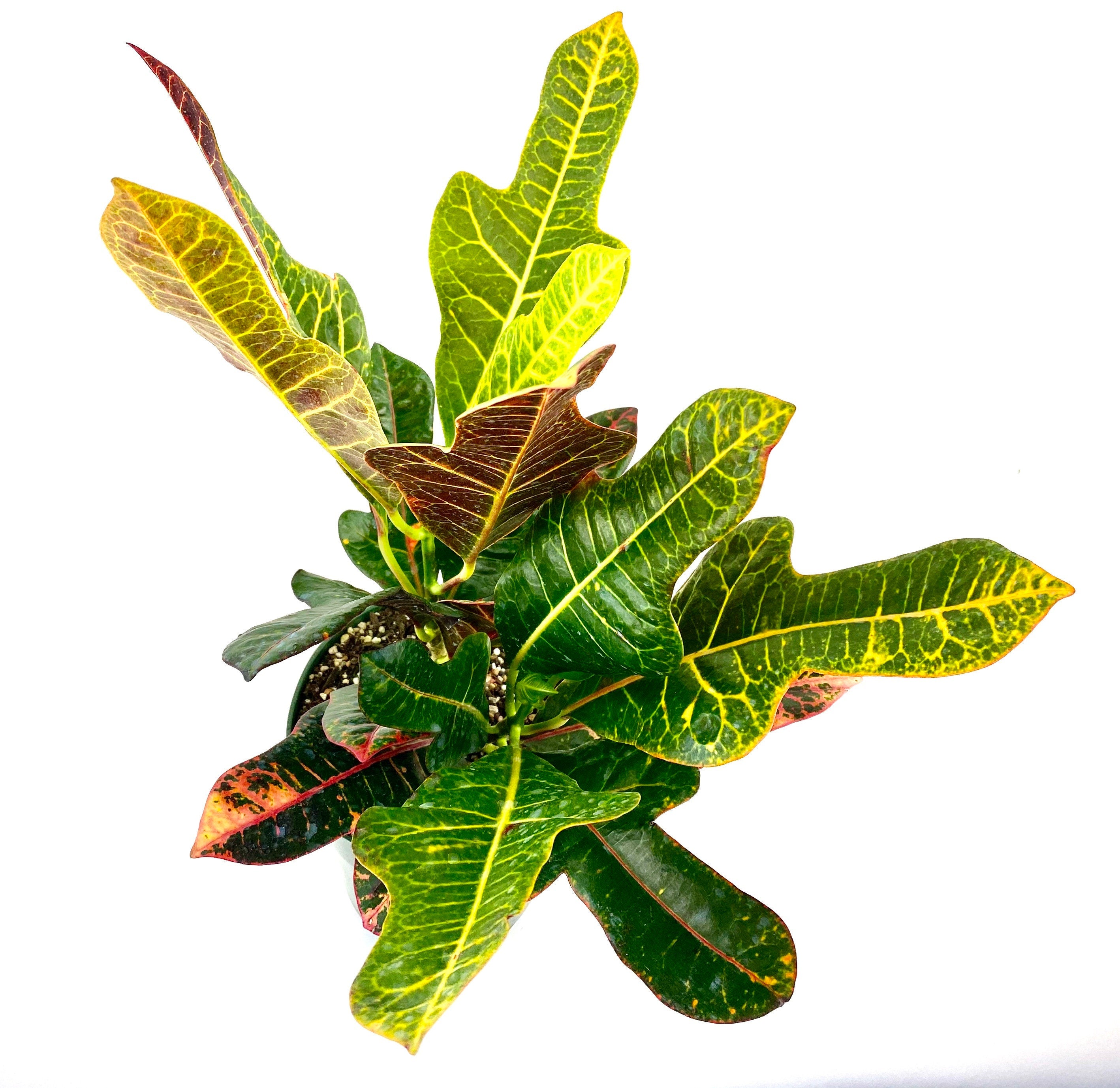 upper view of Croton Magnificent, Live Plant Indoor or Outdoor