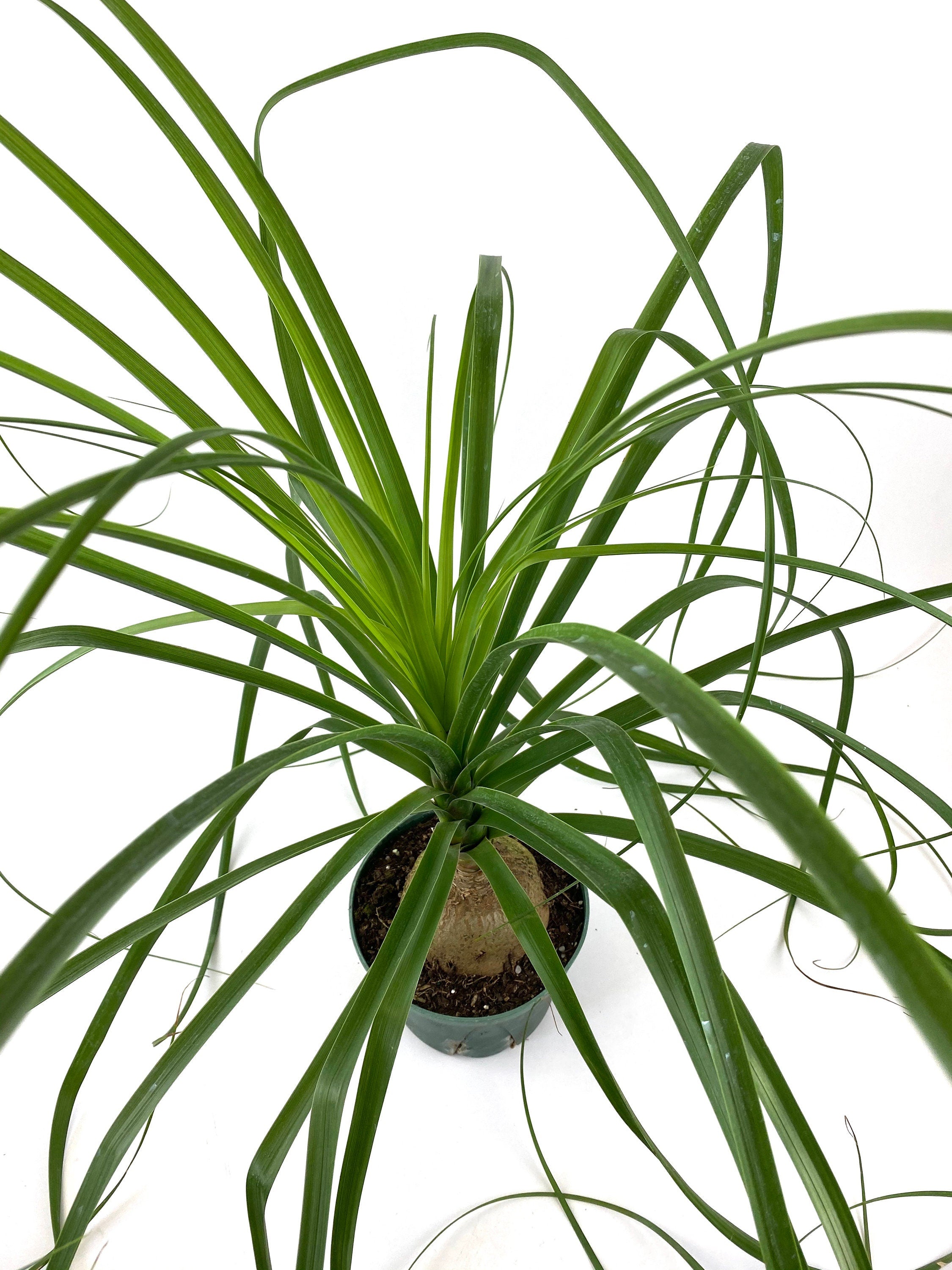 Palm Ponytail Mexican, Elephant Foot Live Plant
