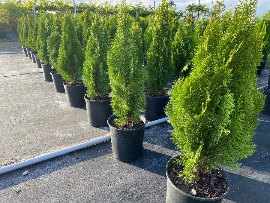 A potted Emerald Green Arborvitae