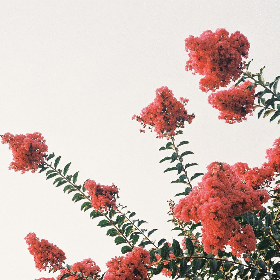 Blooming Red Dynamite Crape Myrtle tree