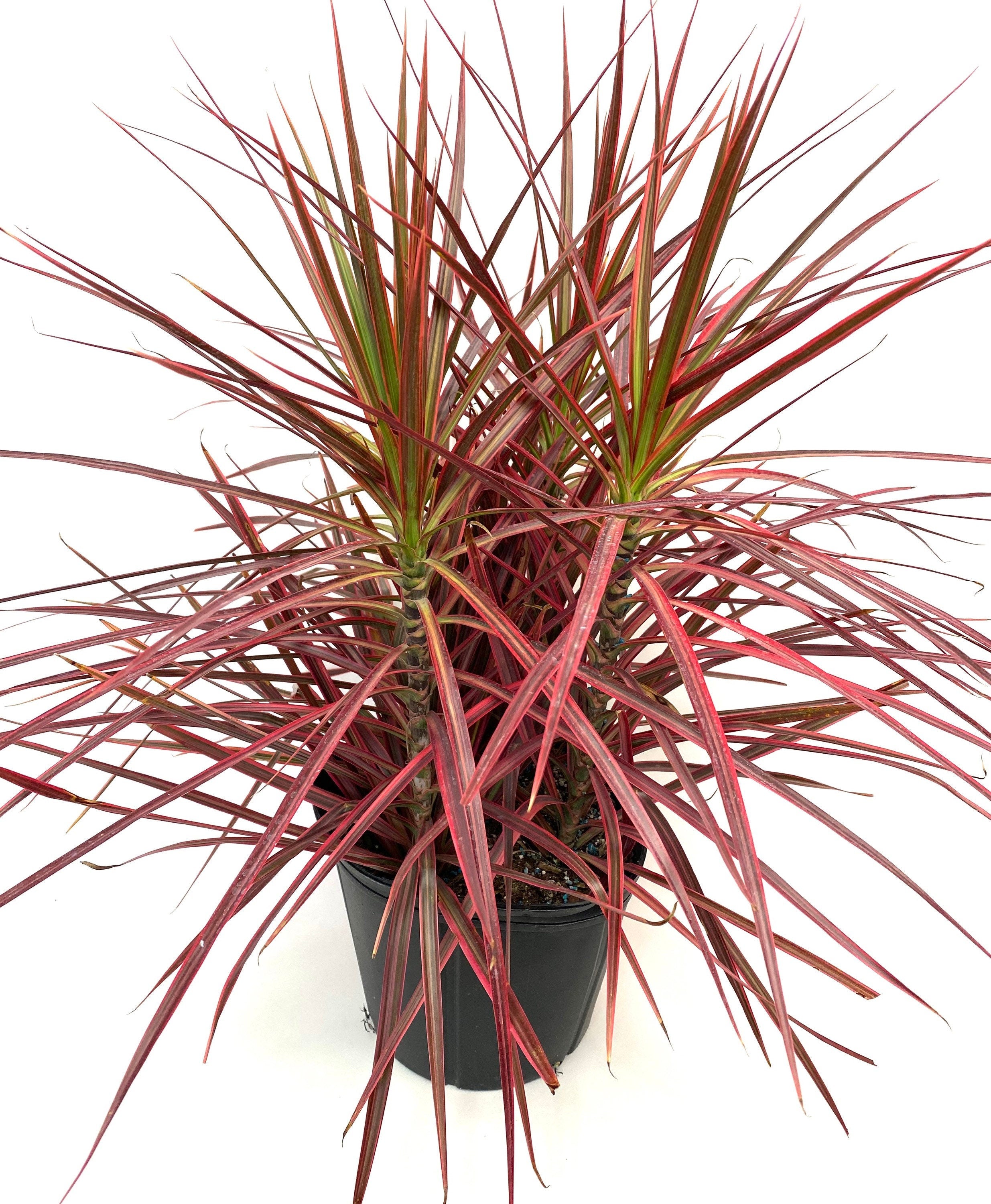6+ Red Dracaena Red Dracaena
