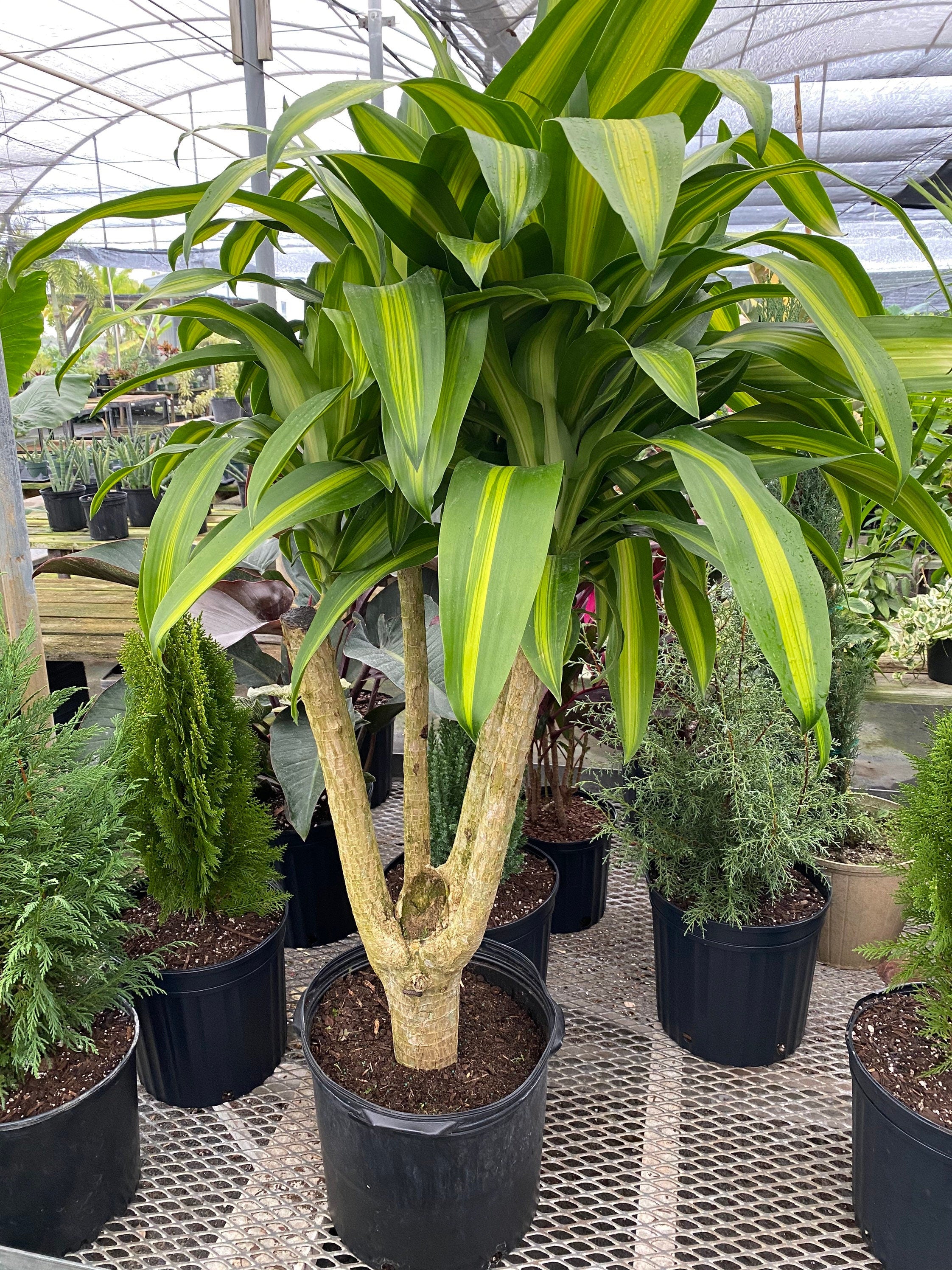 mass cane plant air purifier Dracaena Massangeana Mass Cane Stump Form