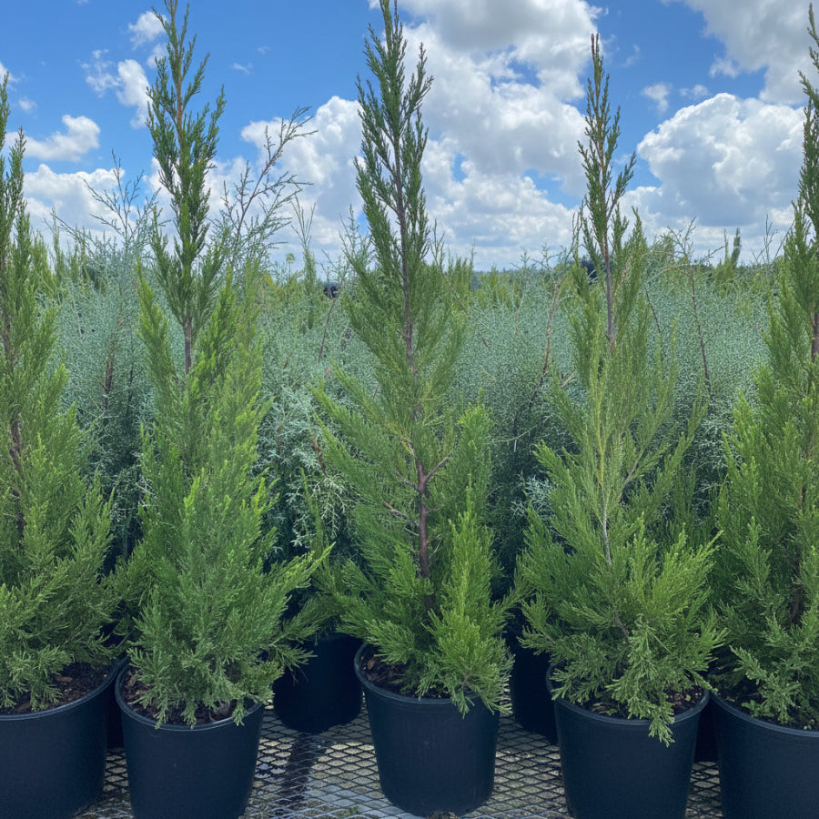 A row of potted Hetzii Green Columnar Juniper trees