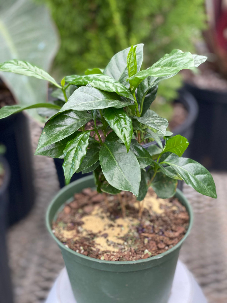 A small, potted Arabica Coffee