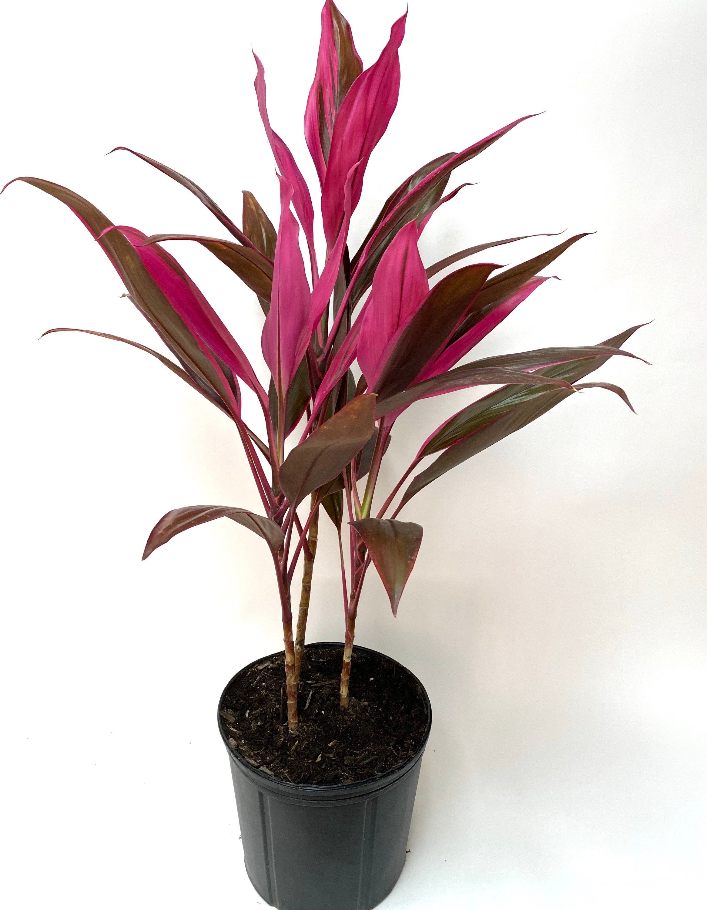Cordyline Red Sister, Terminalis Ti Plants in front of white background