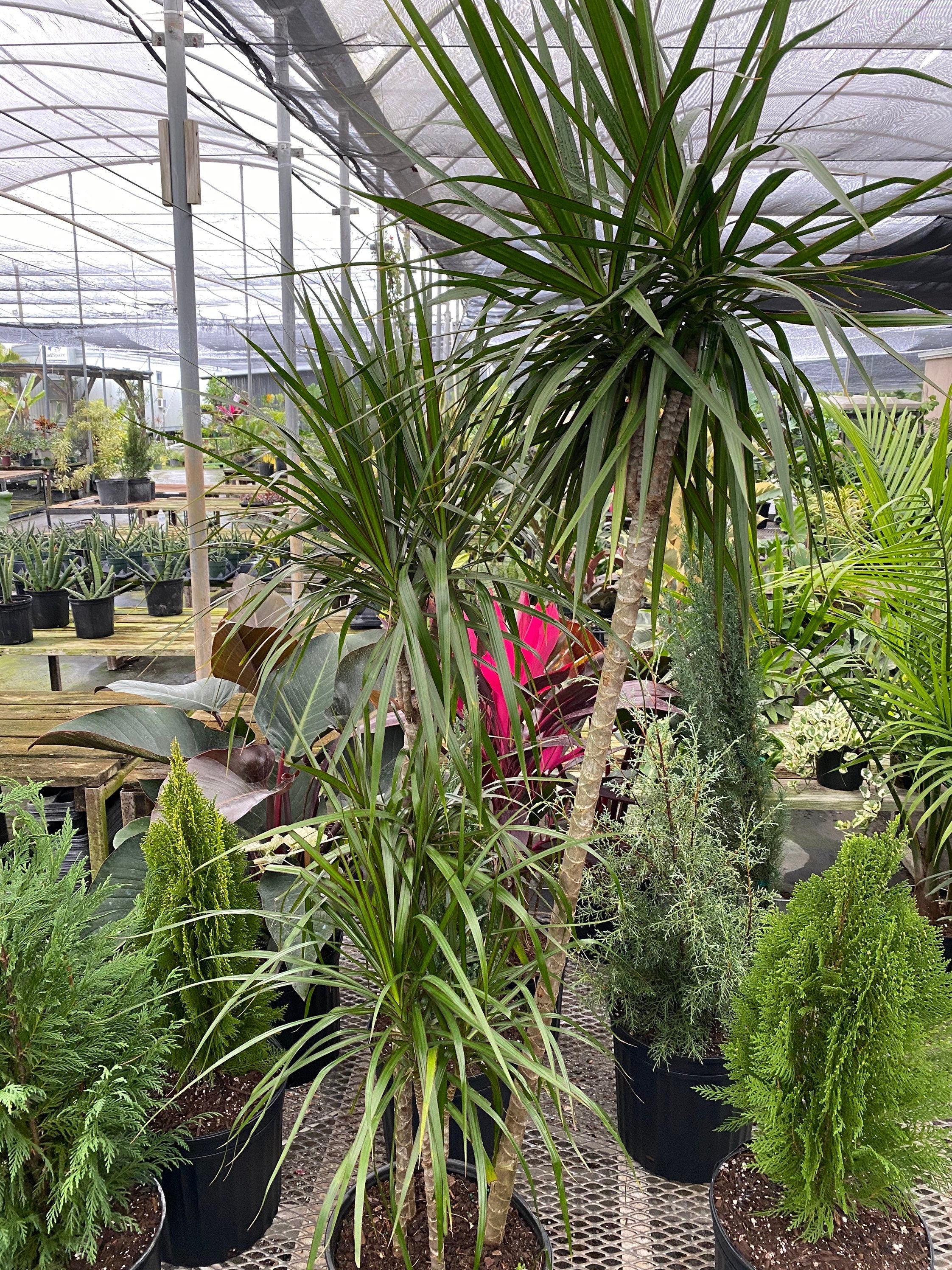 Dracaena Dragon Tree, Magenta Tree Form in nursery