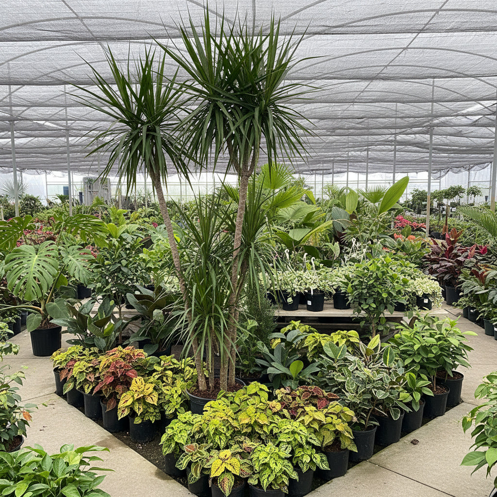Mature Dracaena Dragon Tree Green Bush in a 5-gallon nursery pot for outdoor use to amplify tropical garden beds or privacy borders.
