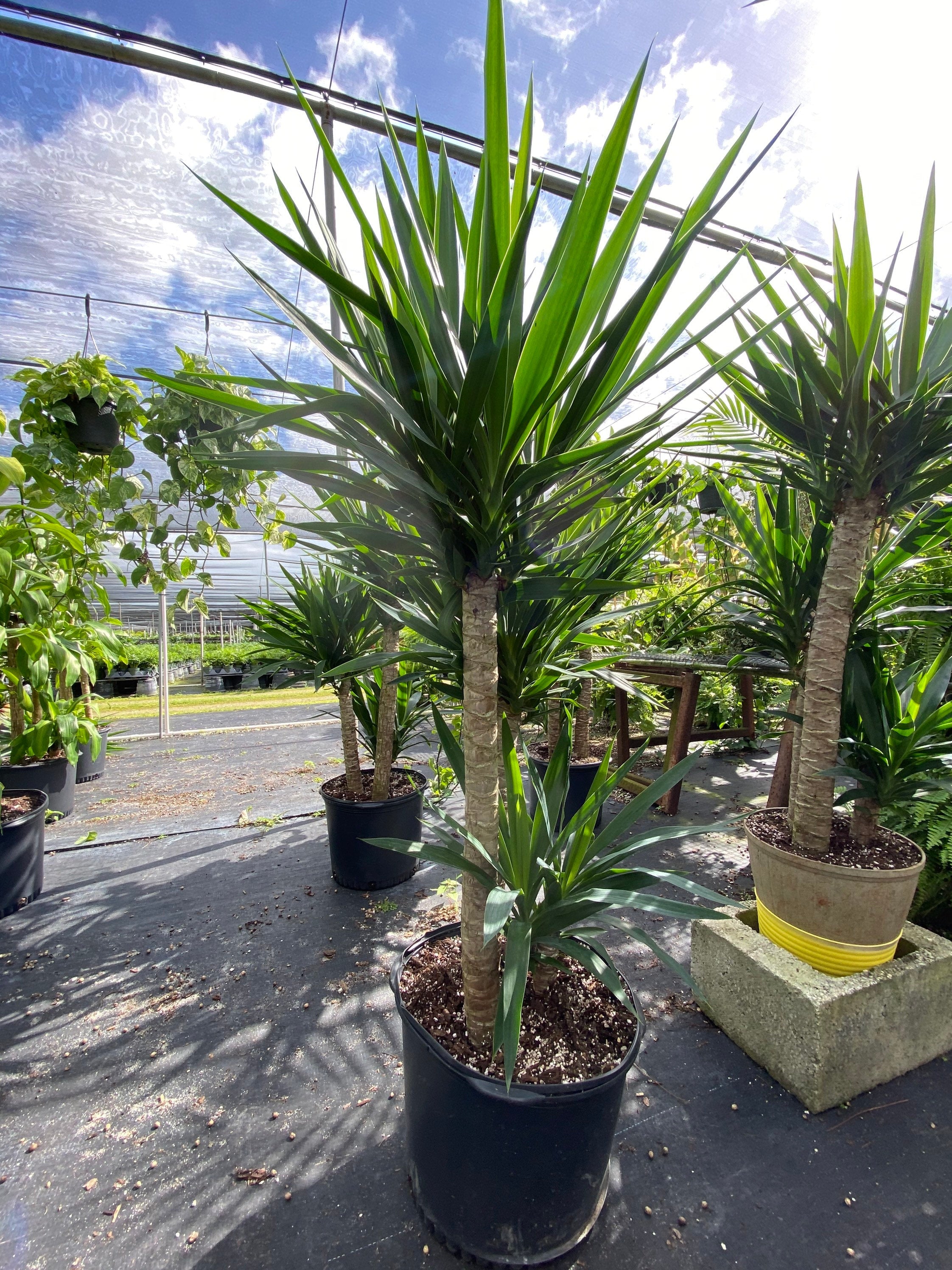Dracaena Yucca Cane, Yucca Gigantea 3 Stem Staggered ina black pot