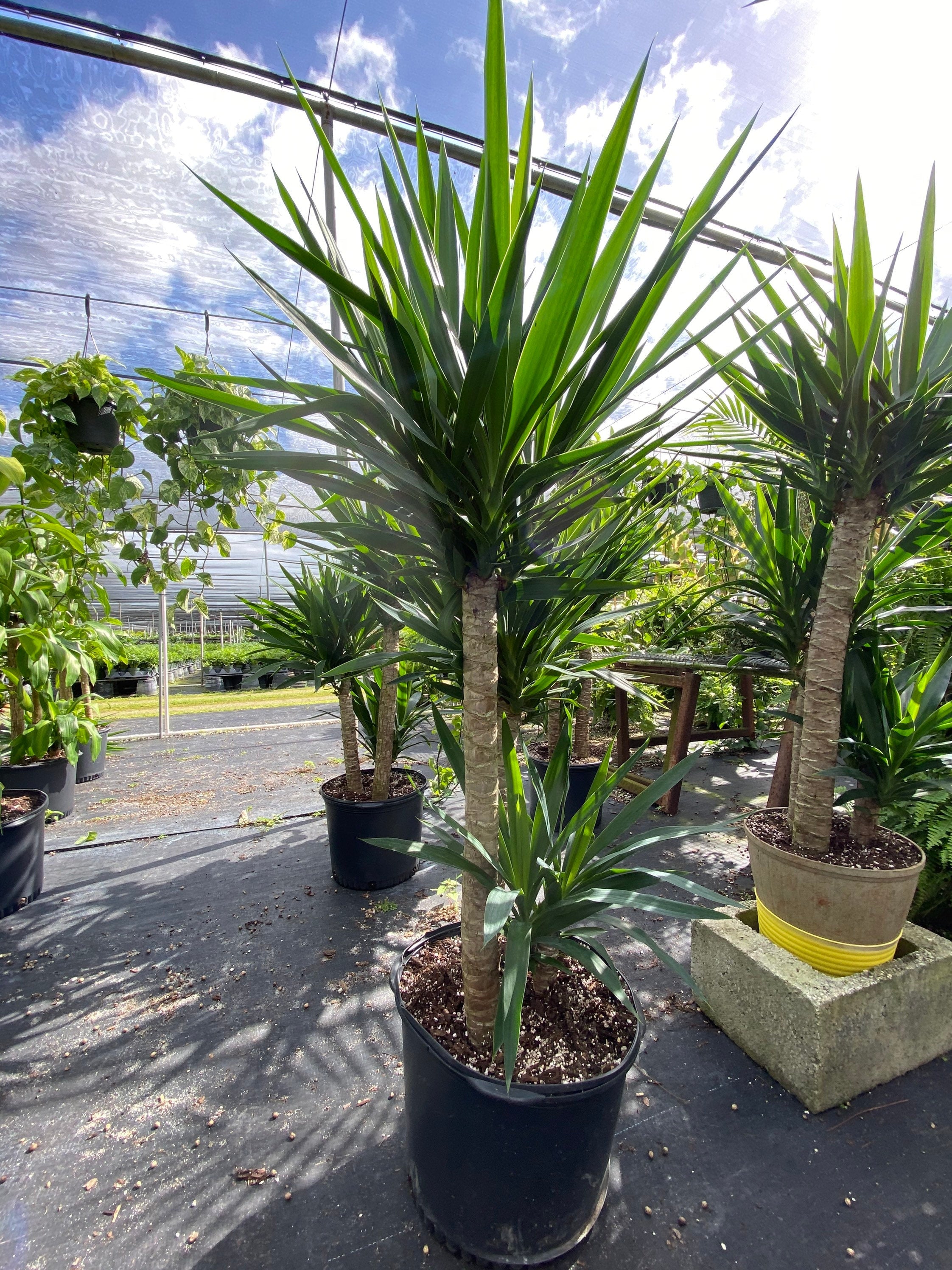 Dracaena Yucca Cane, Yucca Gigantea 3 Stem Staggered