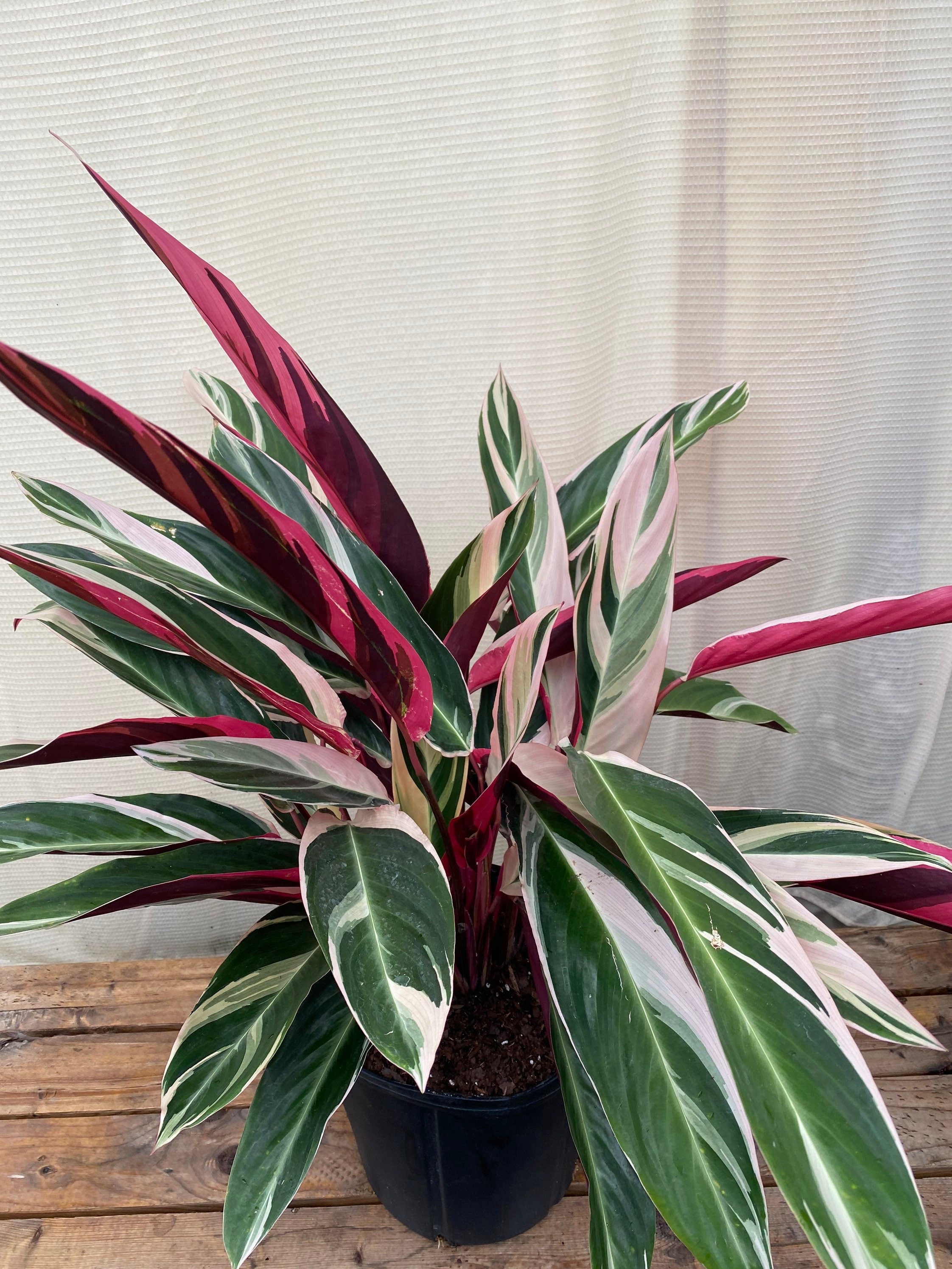 Stromanthe Tricolor, Purple Prayer Plant