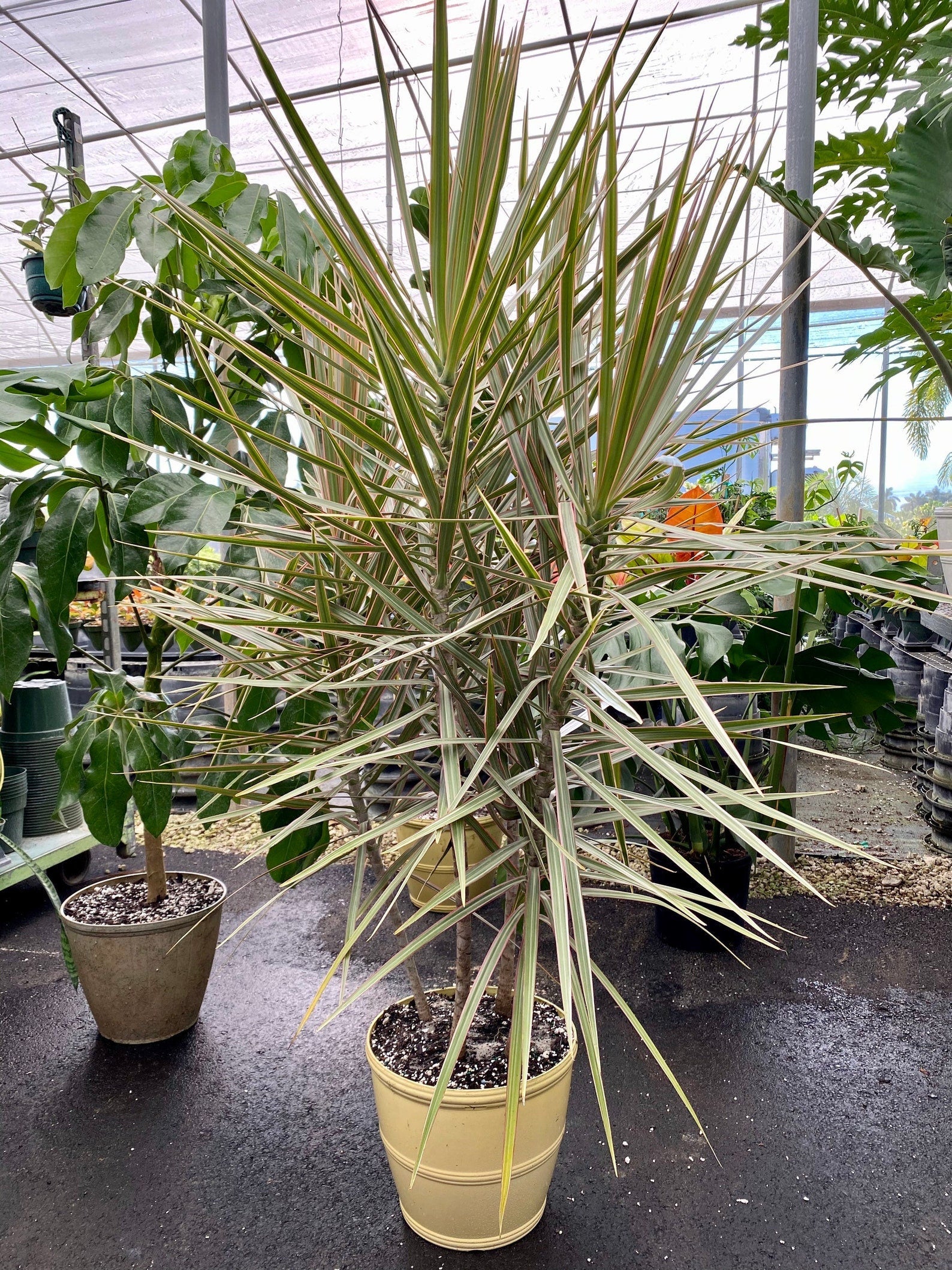 Dracaena Dragon Tree Bicolor Bush