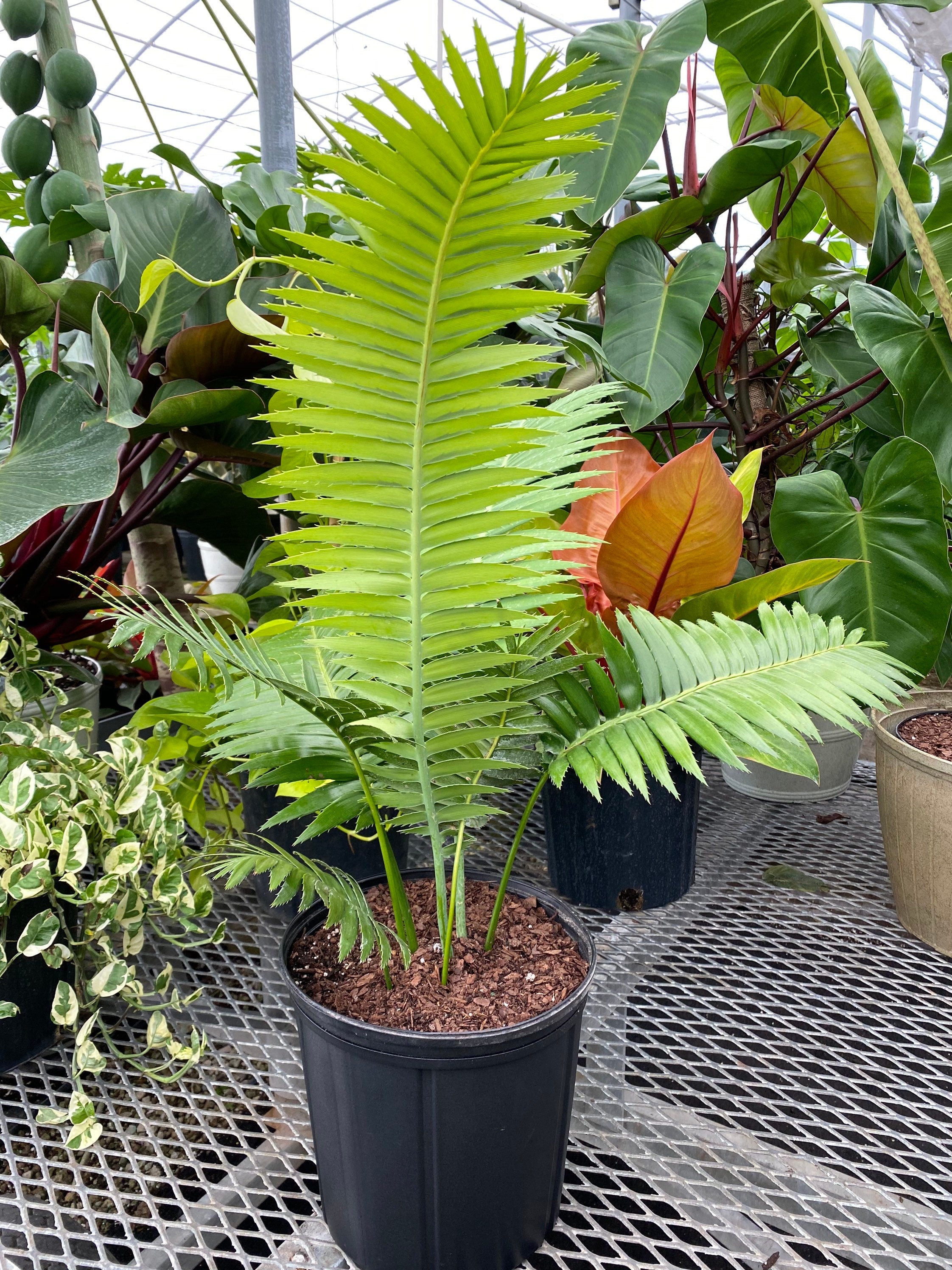 Dioon Spinulosum, Mexican Cycad, Gum Exotic Palm