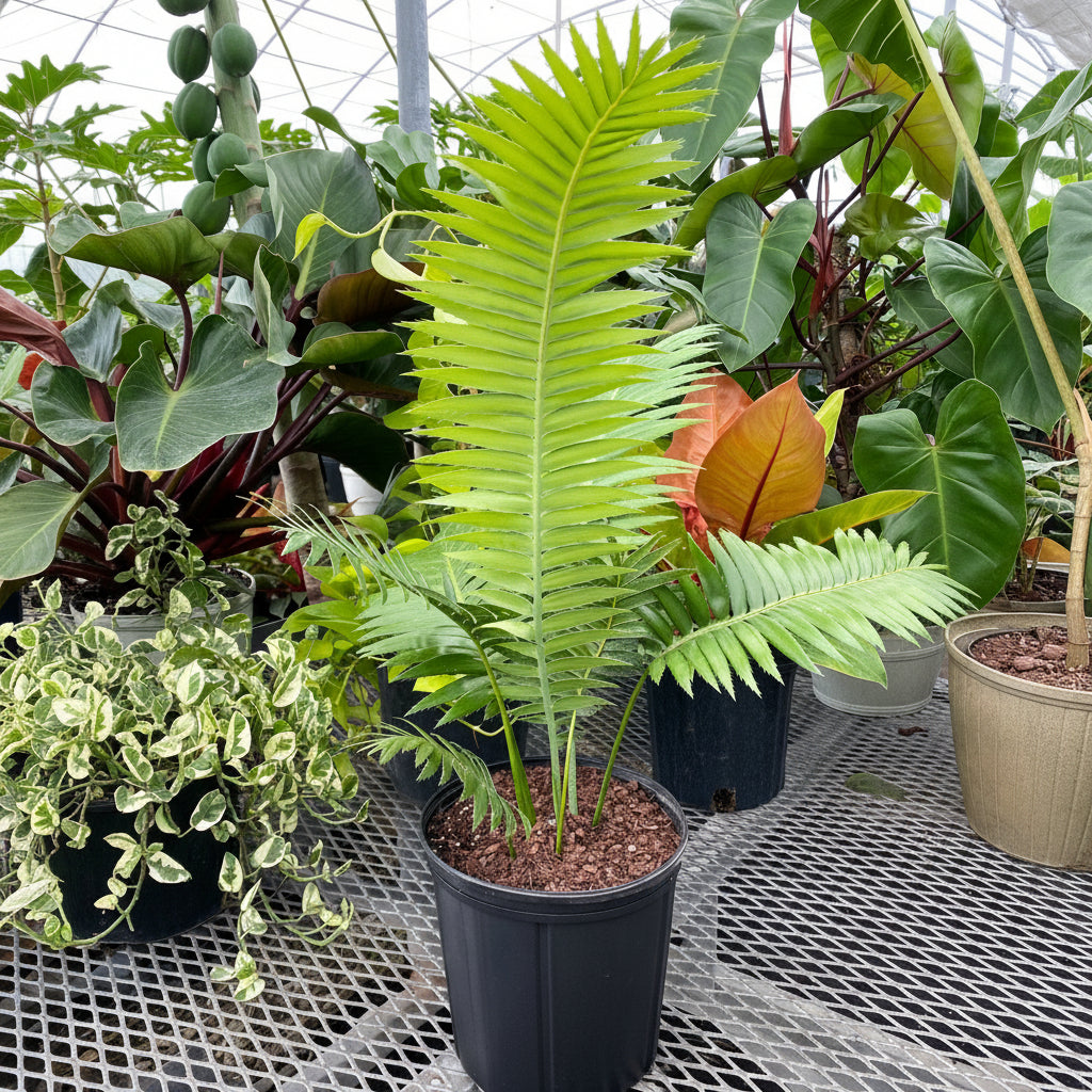 Dioon Spinulosum, Mexican Cycad, Gum Exotic Palm in 2 gallon black grower pot with bright green feathery arching fronds, ideal for patios, indoor spaces, and tropical gardens.