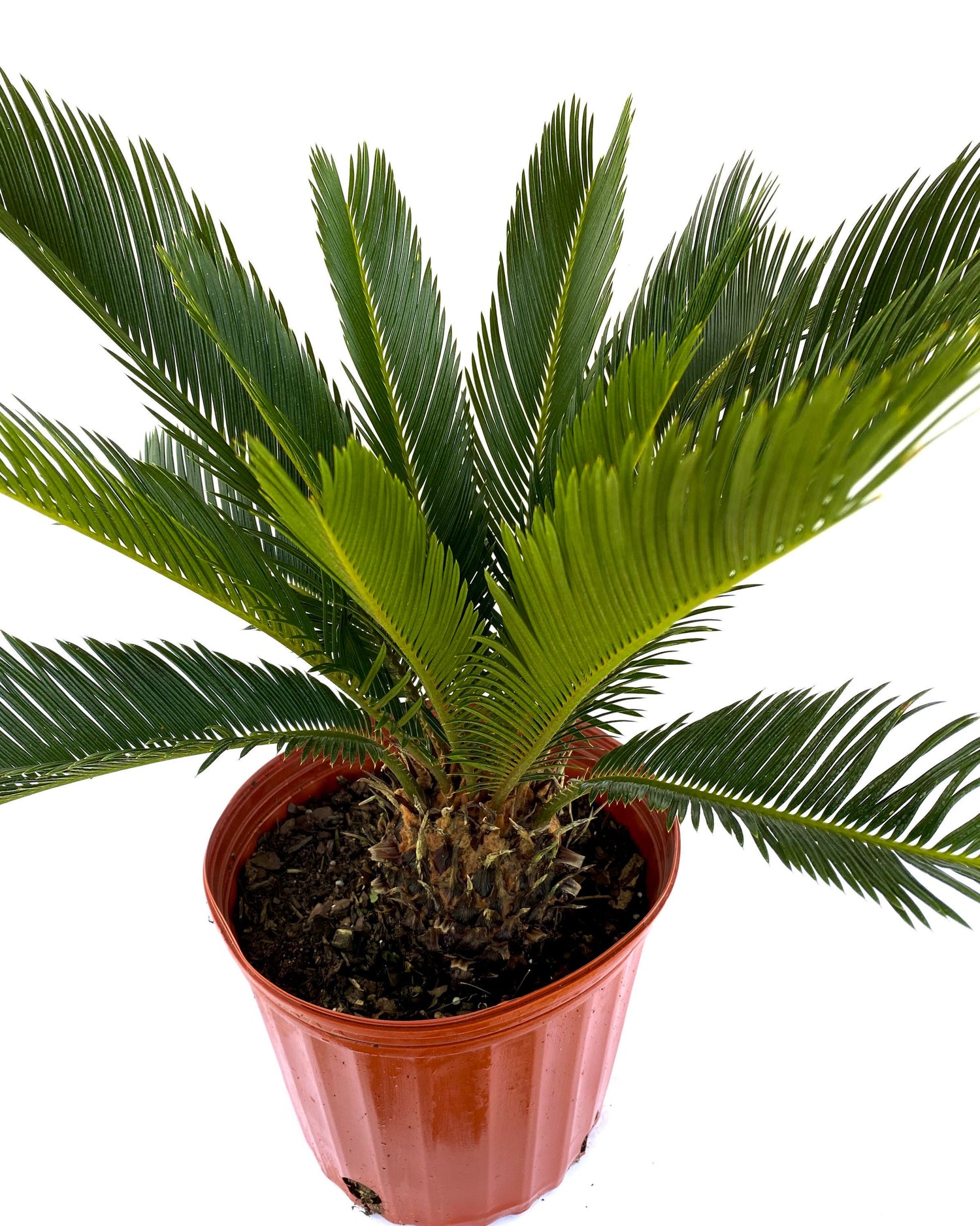 Palm King Sago Palm, Cycas Revoluta, Exotic