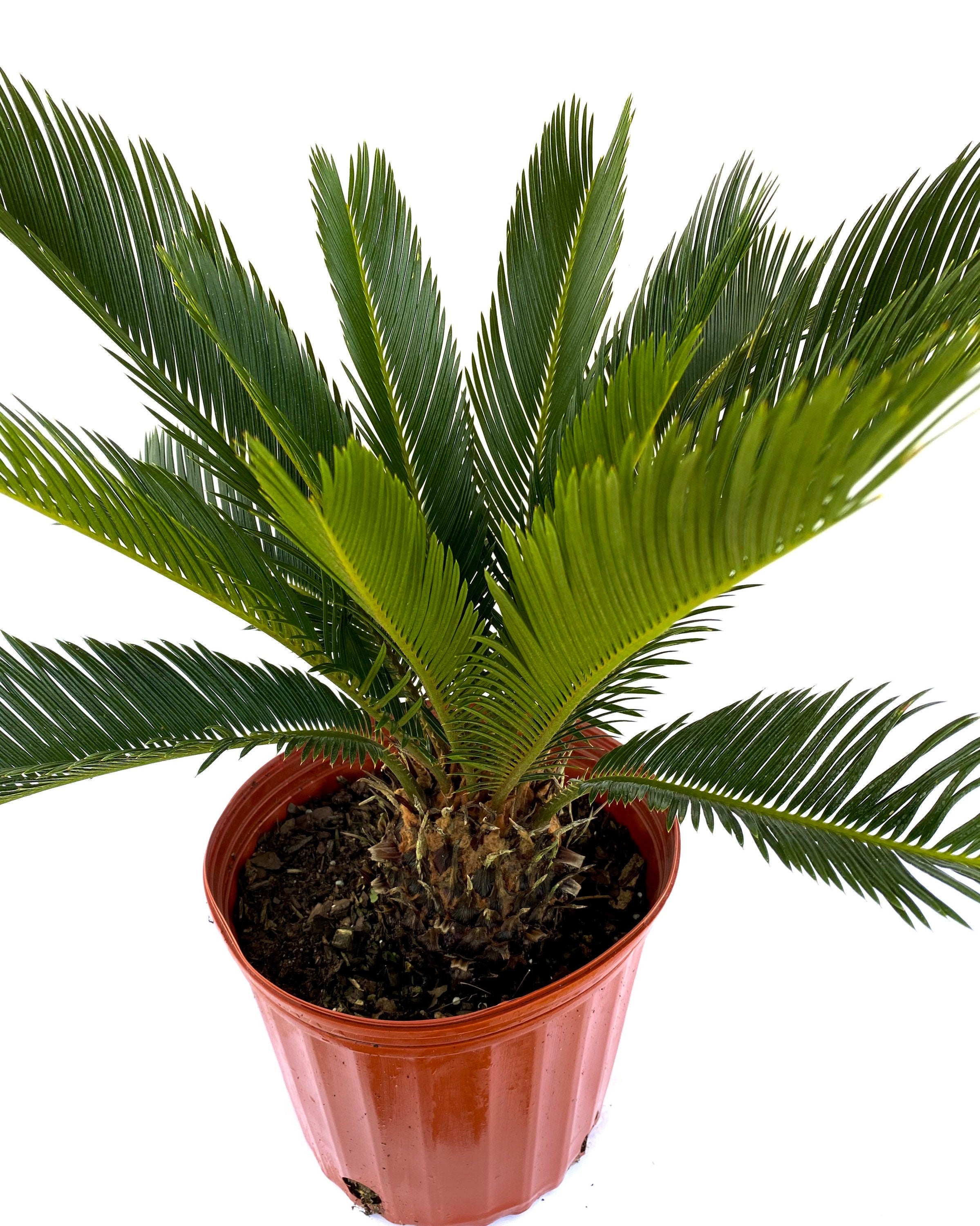 Palm King Sago Palm, Cycas Revoluta, Exotic