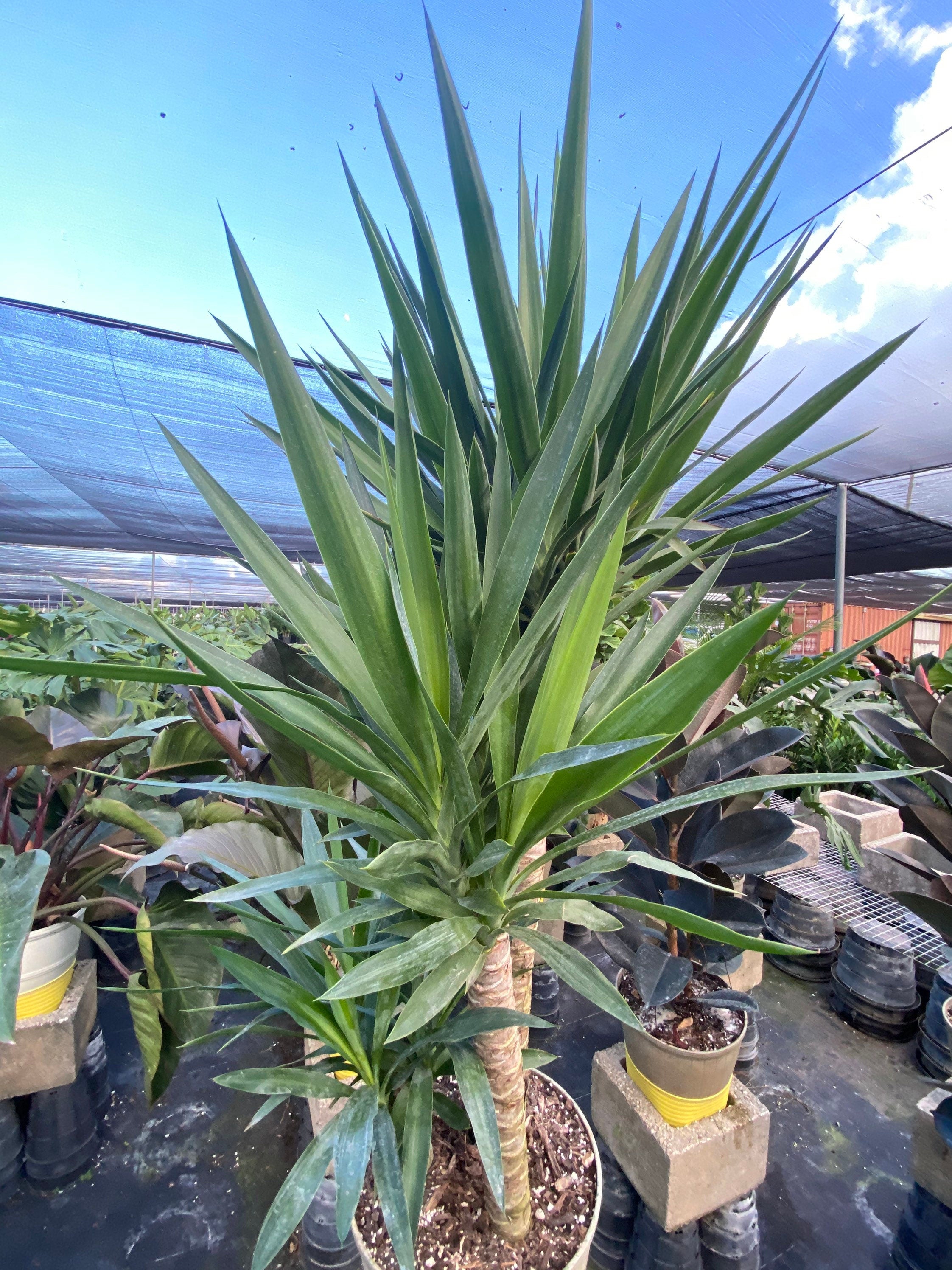 Dracaena Yucca Cane, Yucca Gigantea 3 Stem Staggered