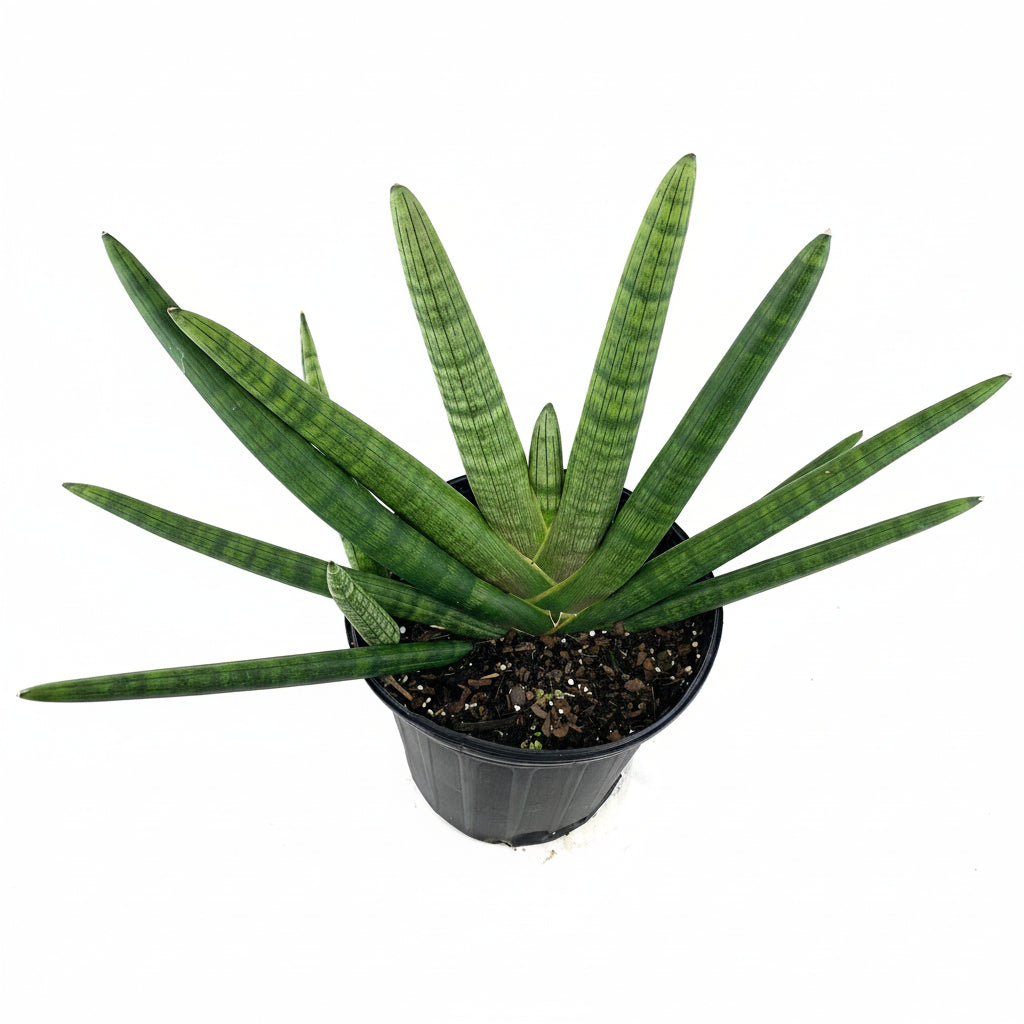 Sansevieria Star Fish Live Plant