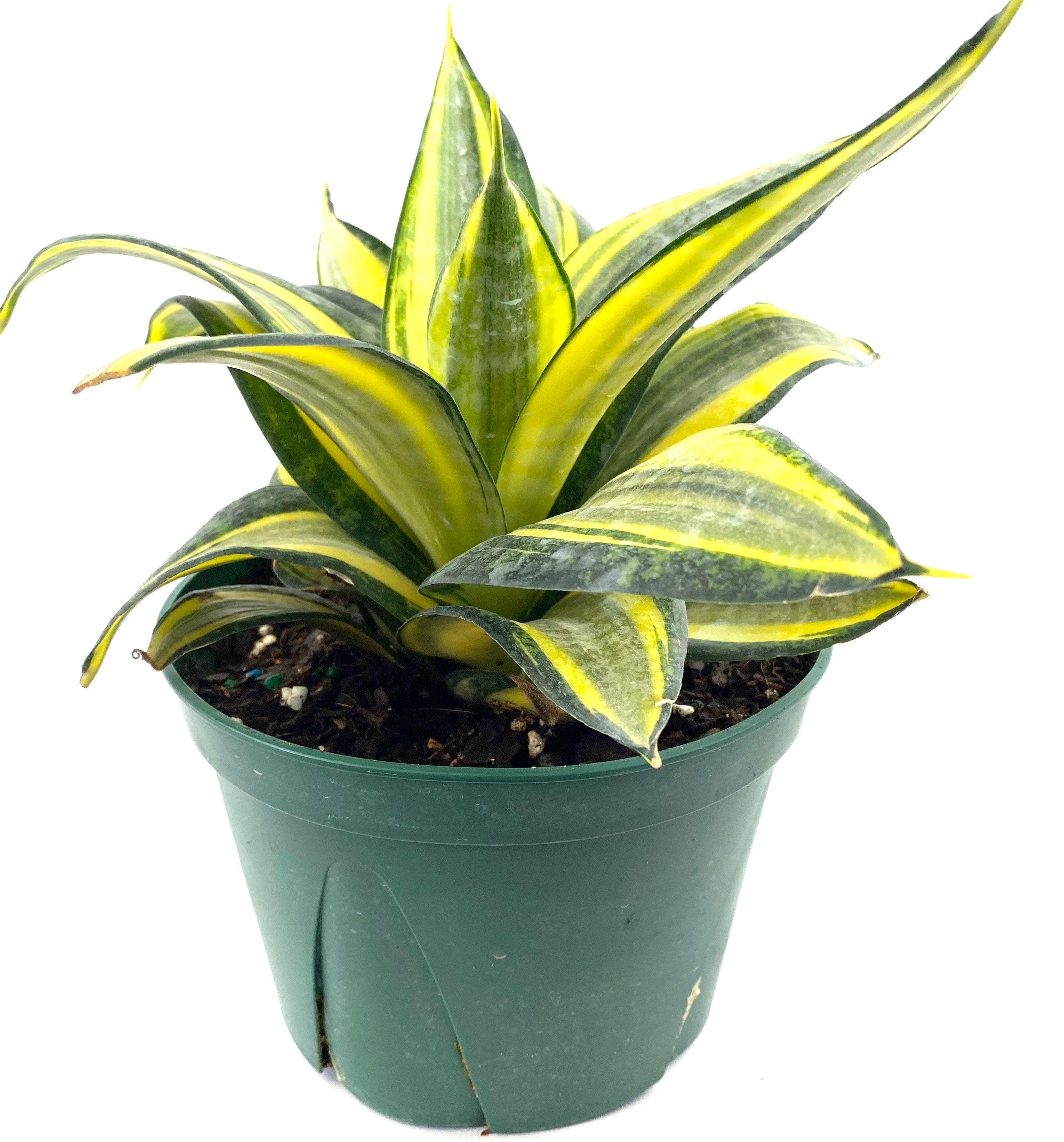 Sansevieria Hahnii Gold, Snake Plant, 6in White Deco Pot