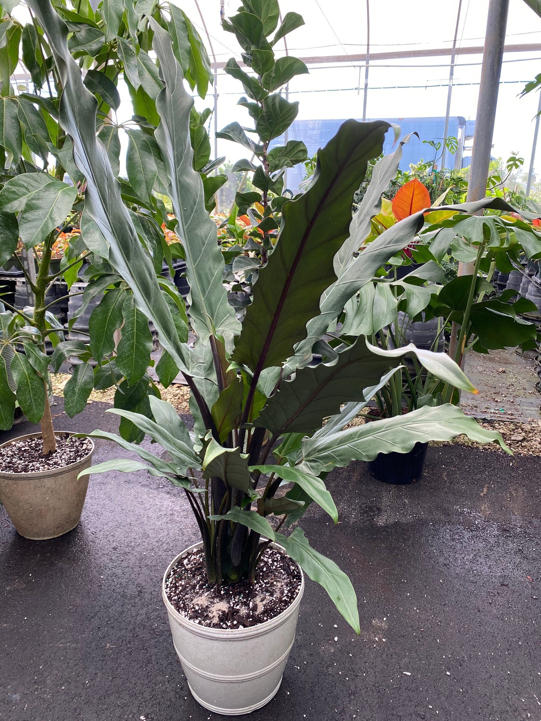 Alocasia Lauterbachiana, Purple Sword Tree