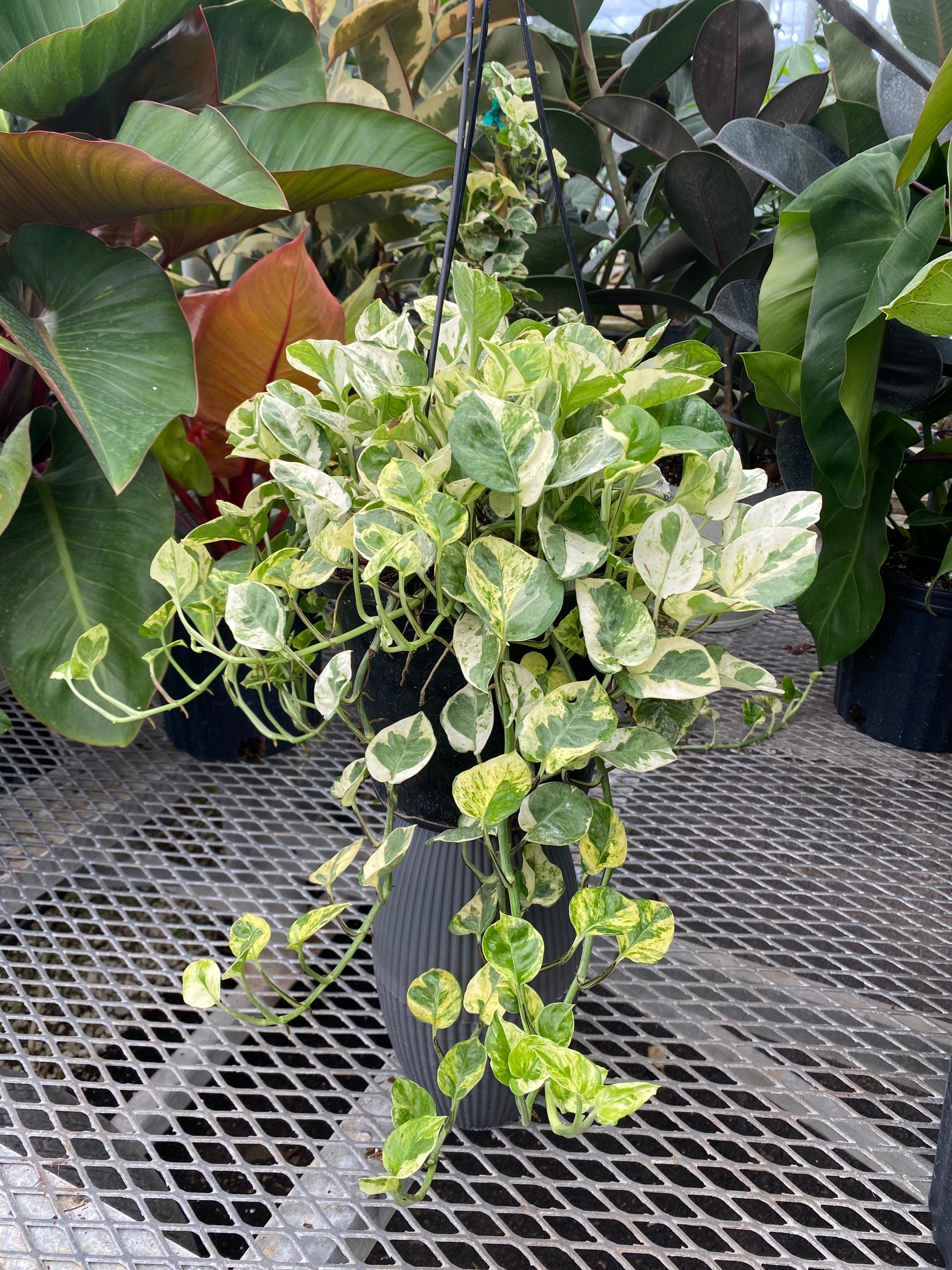 Pothos N&