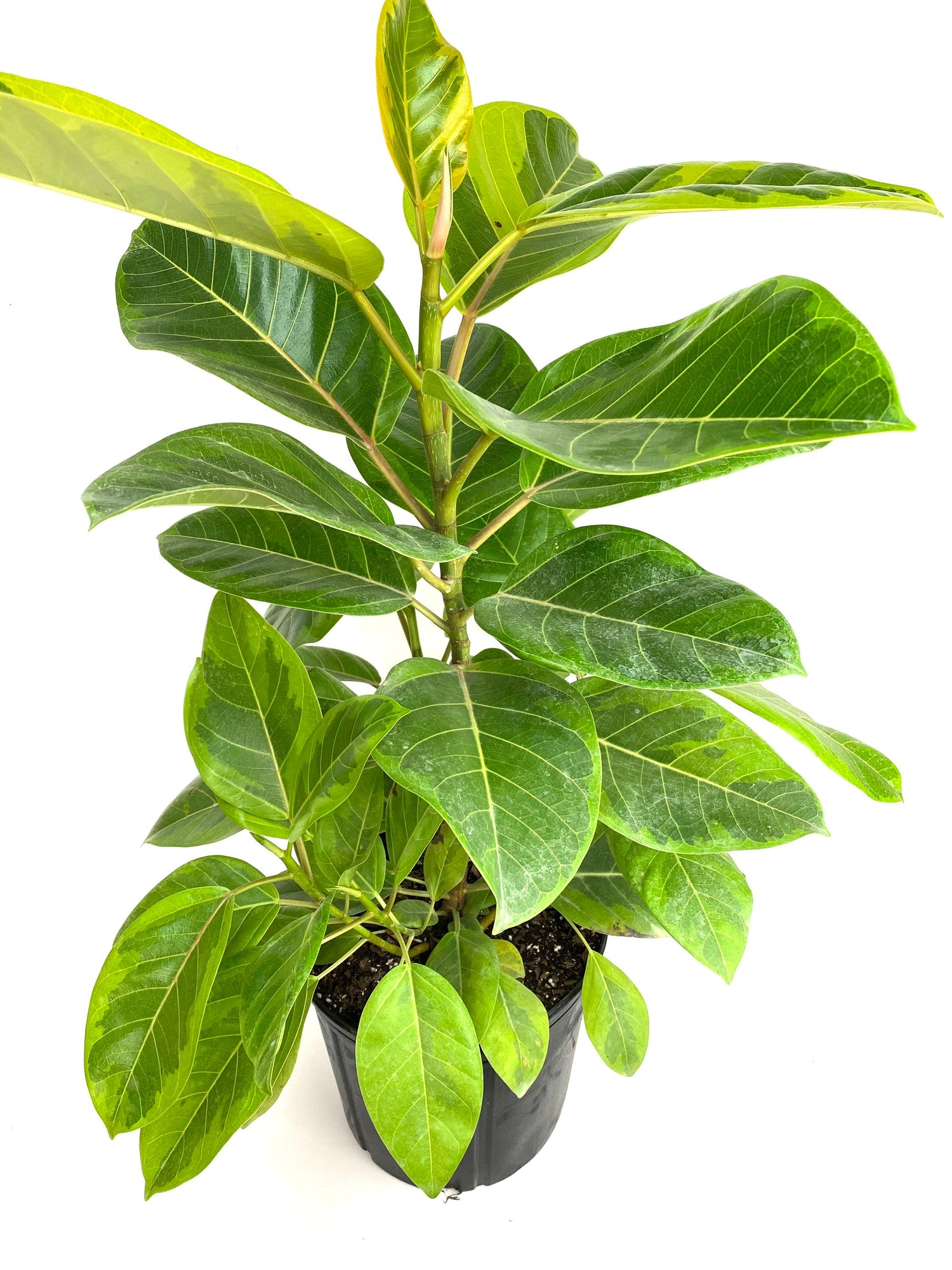 upper view of Ficus Altissima Tree Form Double, Variegated Yellow Gem Rubber Tree