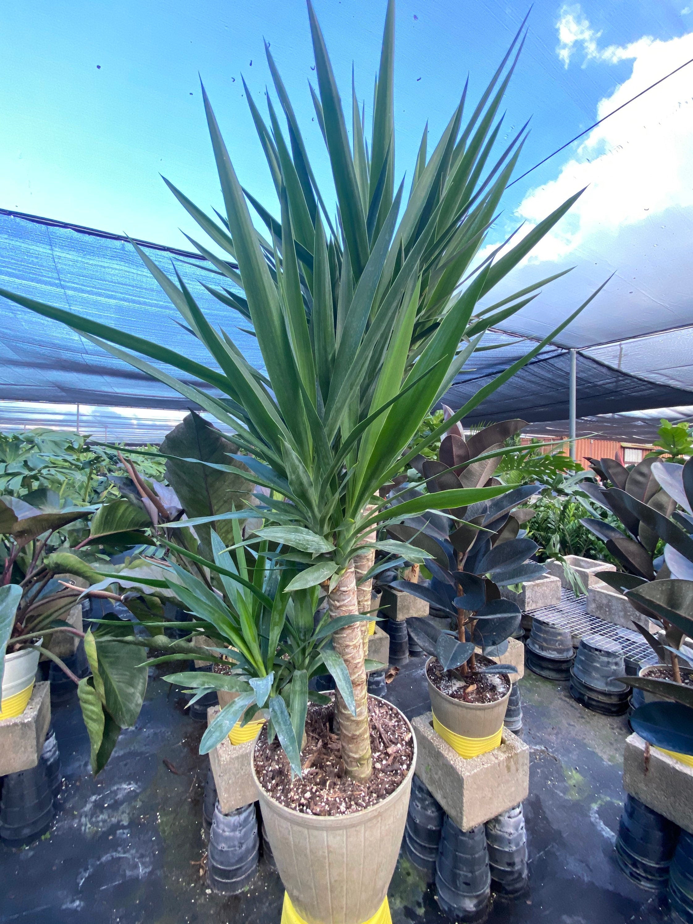 leaves of Dracaena Yucca Cane, Yucca Gigantea 3 Stem Staggered