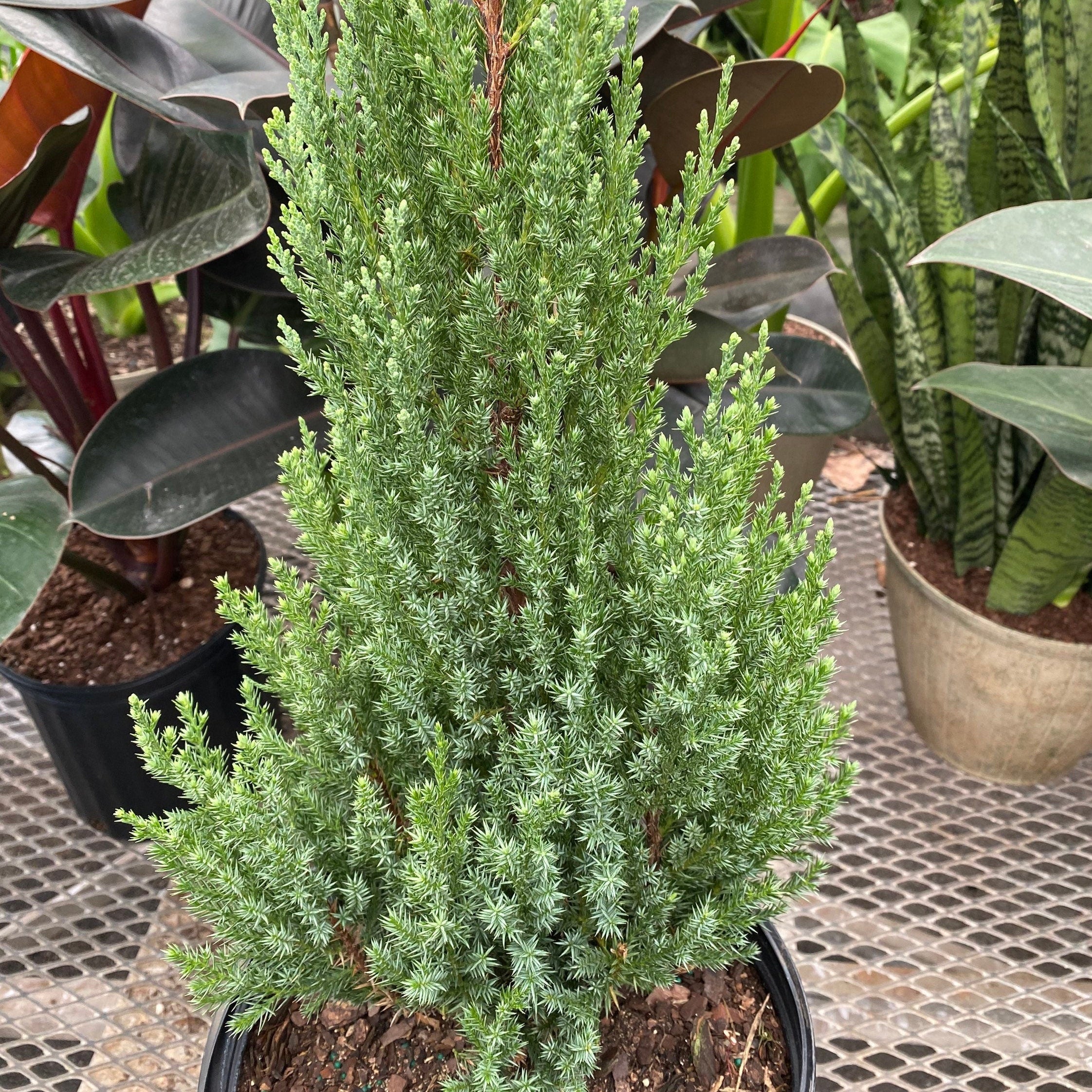 Blue Point Juniper, Juniperus Chinensis, Foliage Close up view