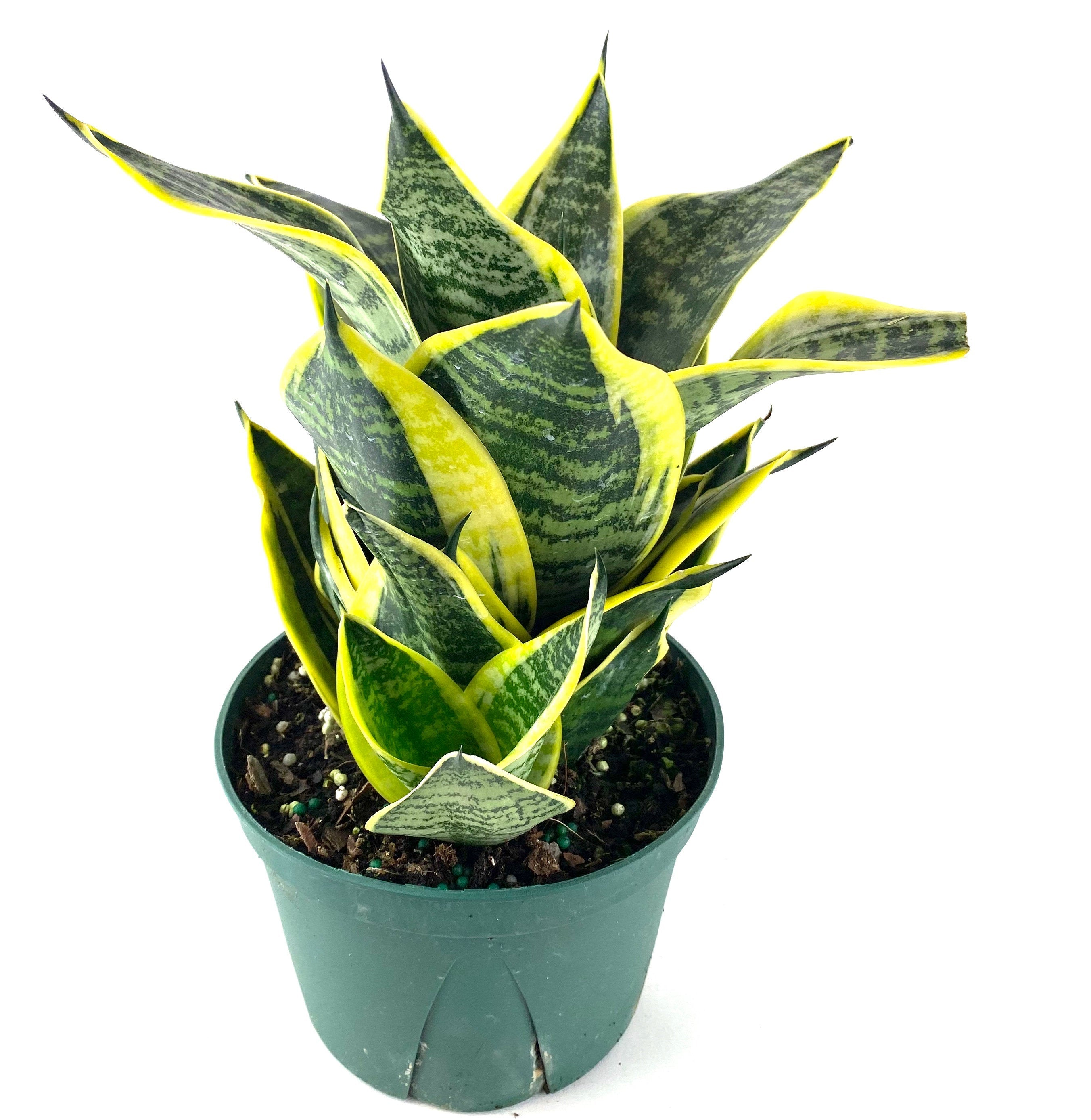 Sansevieria Hahnii Dwarf Laurentii, Snake Plant, 6in White Deco Pot