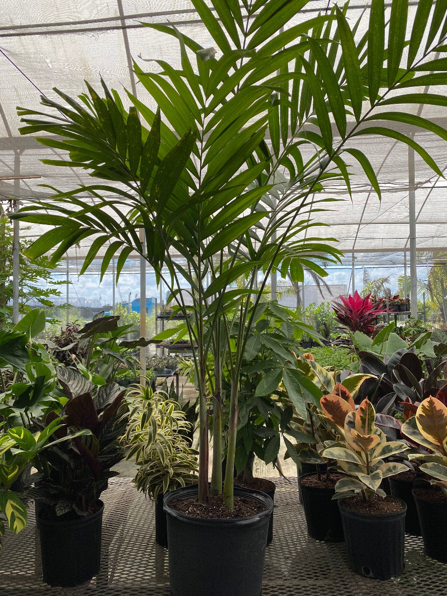 A potted Christmas Palm Triple featuring slender, clustered trunks and feathery green fronds, sitting in a black nursery pot