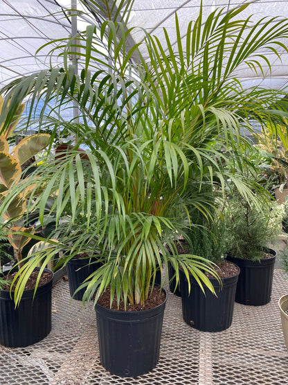 multiple Areca Palm, Golden Cane, Dypsis Lutescens
