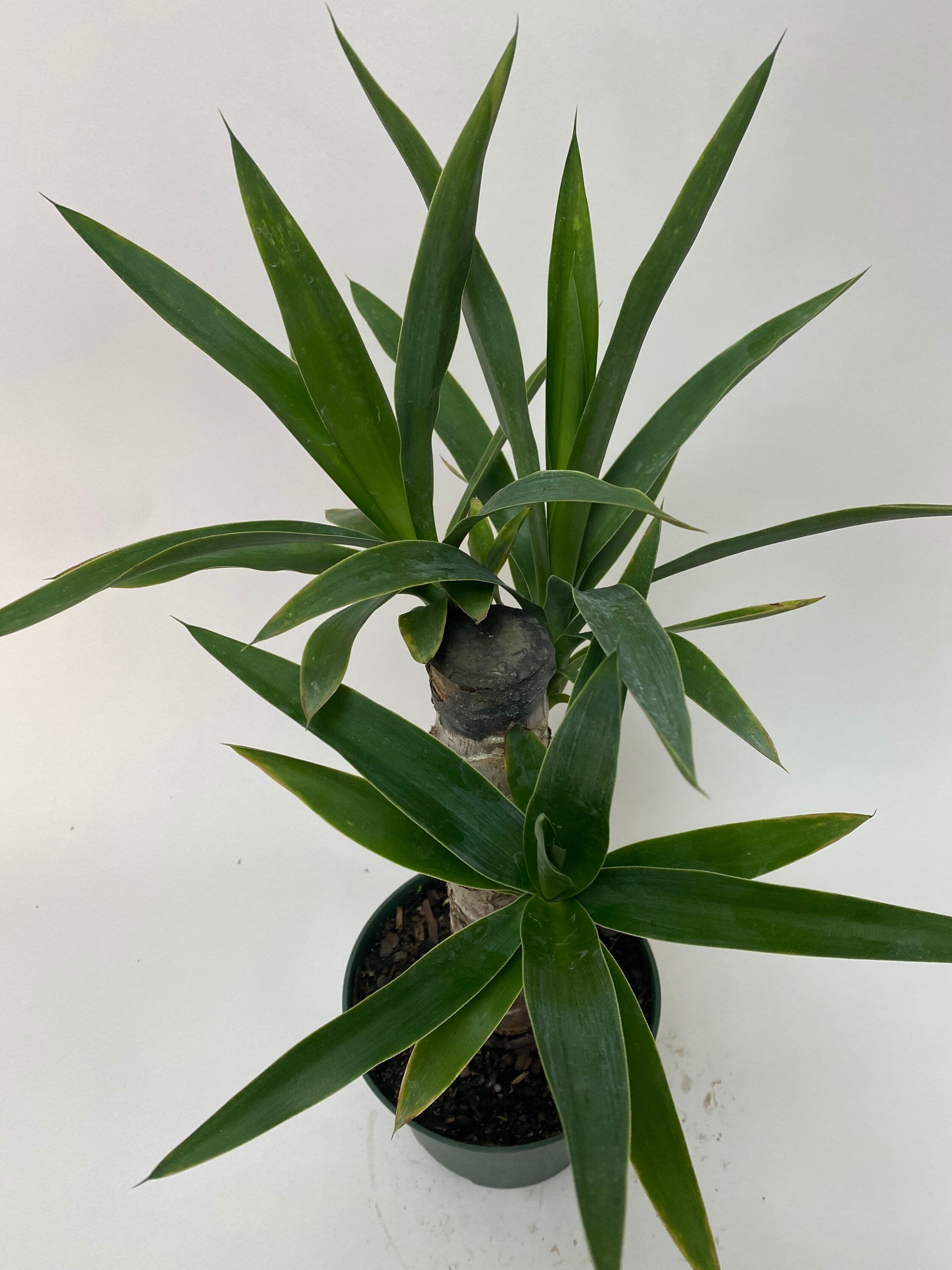 Dracaena Yucca Cane, Single Stem