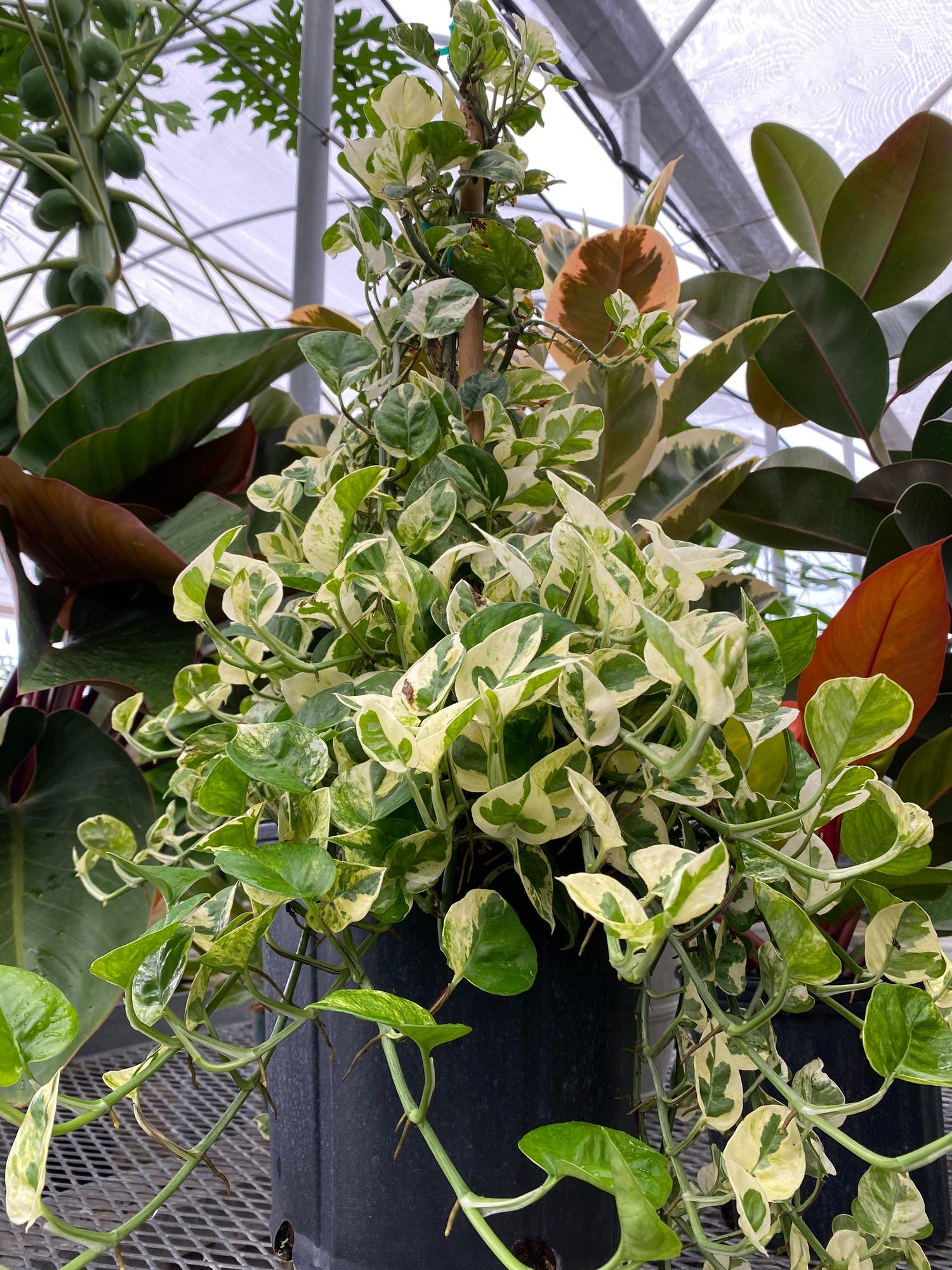 front view of Pothos N&