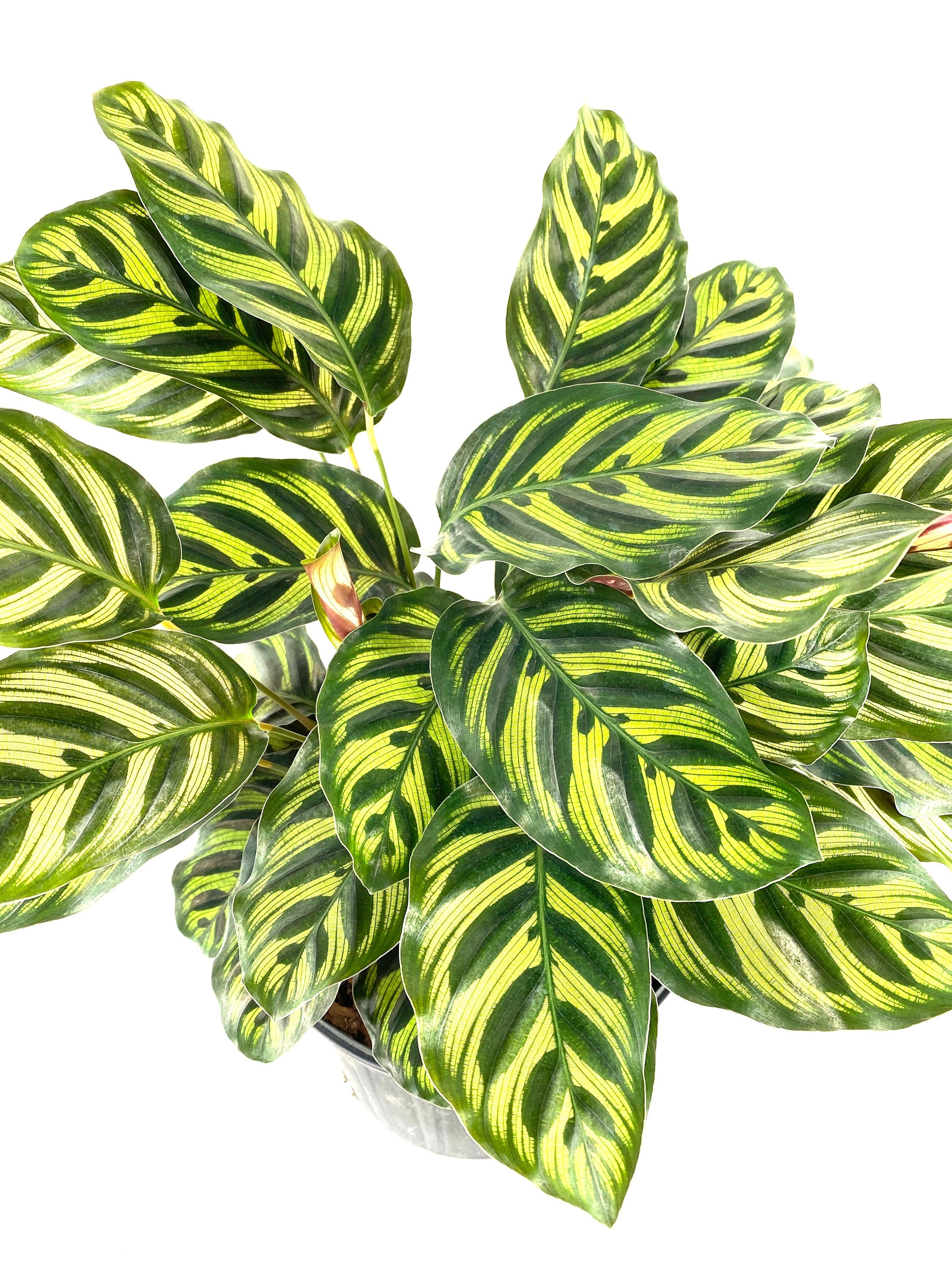 Calathea Makoyana, Prayer Plants close view