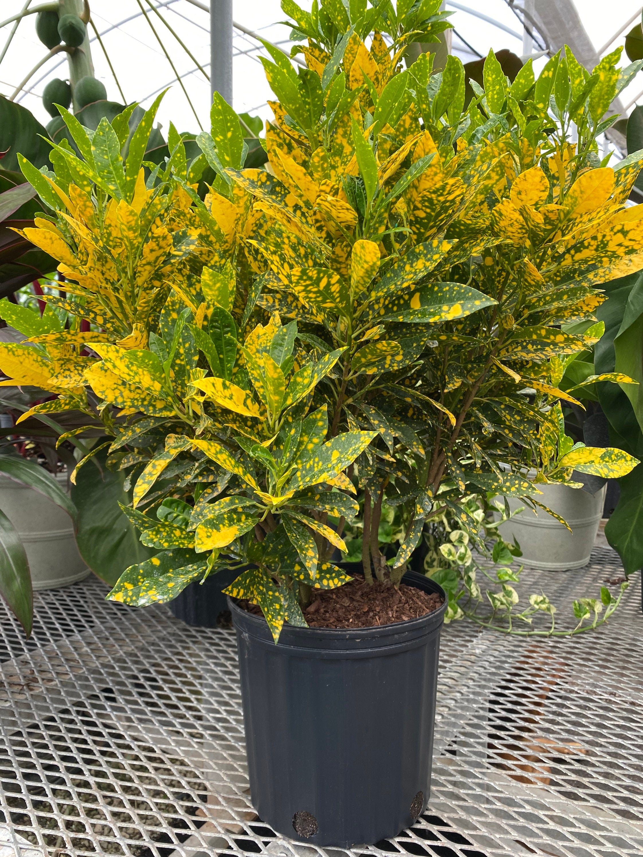 Gold Dust Croton Plant