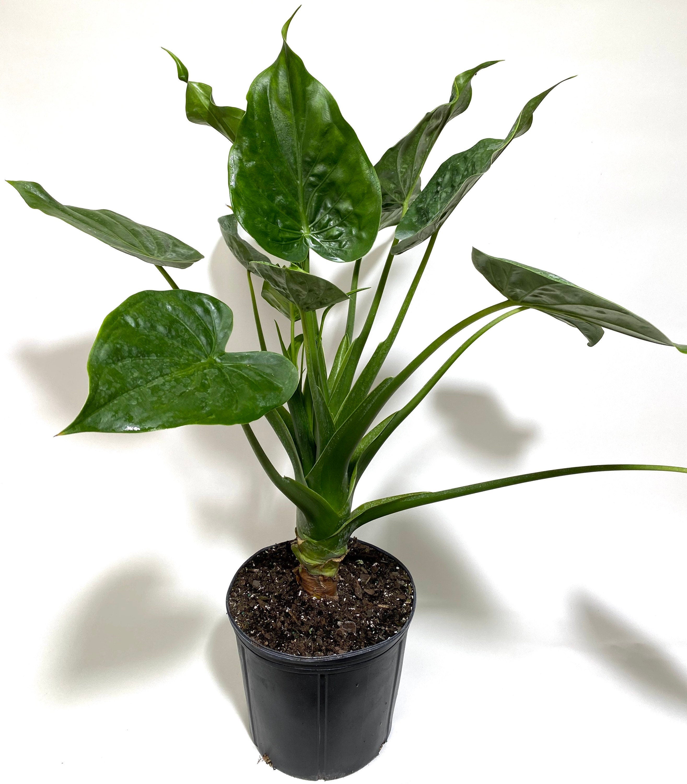 Alocasia Tiny Dancers, Live Tropical Indoor Plant in black pot