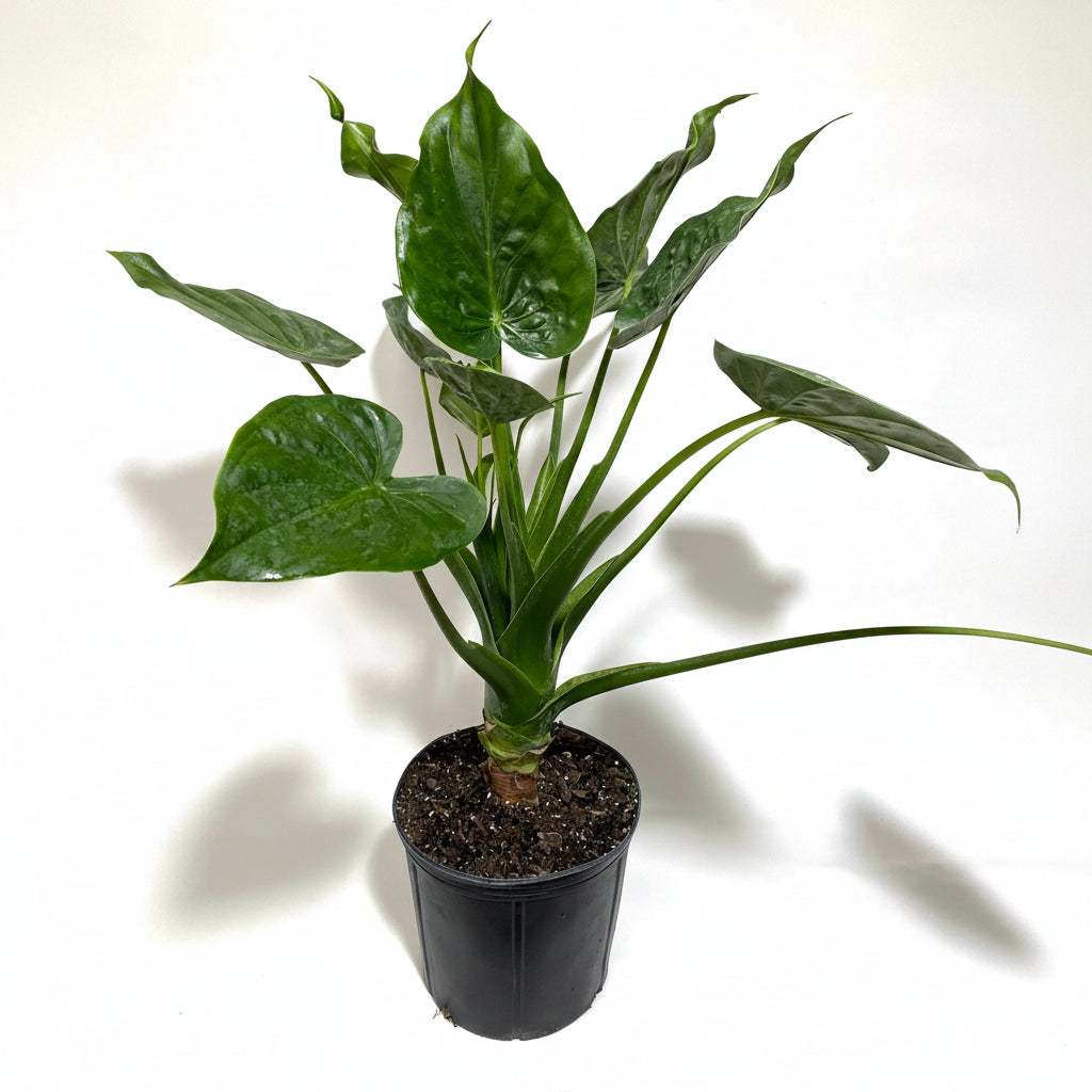 Alocasia Tiny Dancers, Live Tropical Indoor Plant in black pot