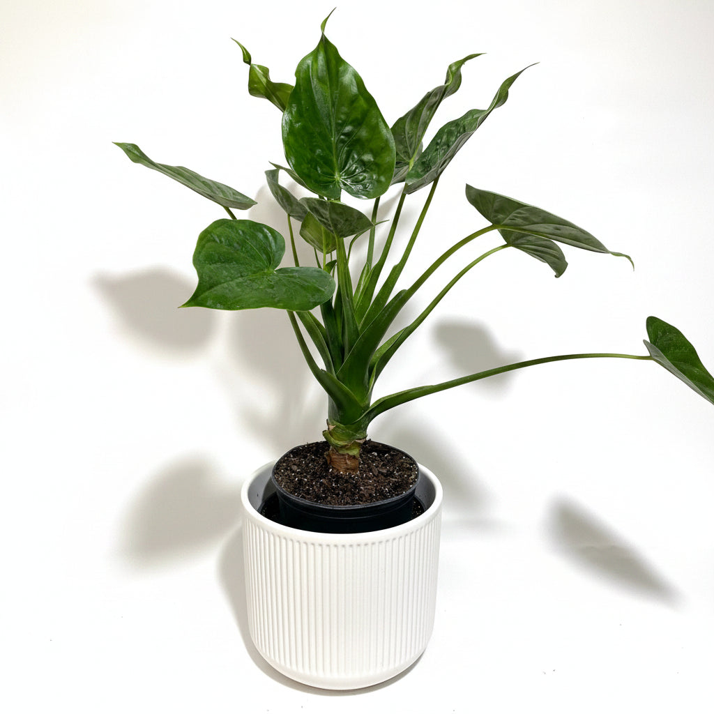 Alocasia cucullata Elephant Ear, Chinese Taro in a black pot