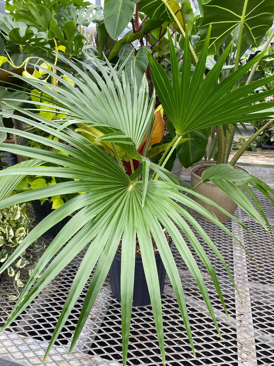 A potted Livistona Roundleaf Fan Palm featuring wide, green fan-shaped fronds, sitting in a black nursery pot