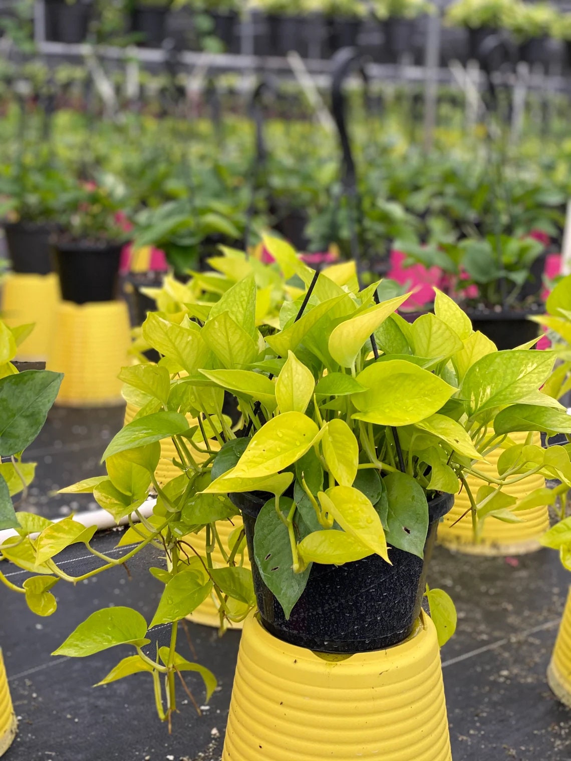 Pothos Neon in Hanging Basket, Stunning Vine Colors outside view
