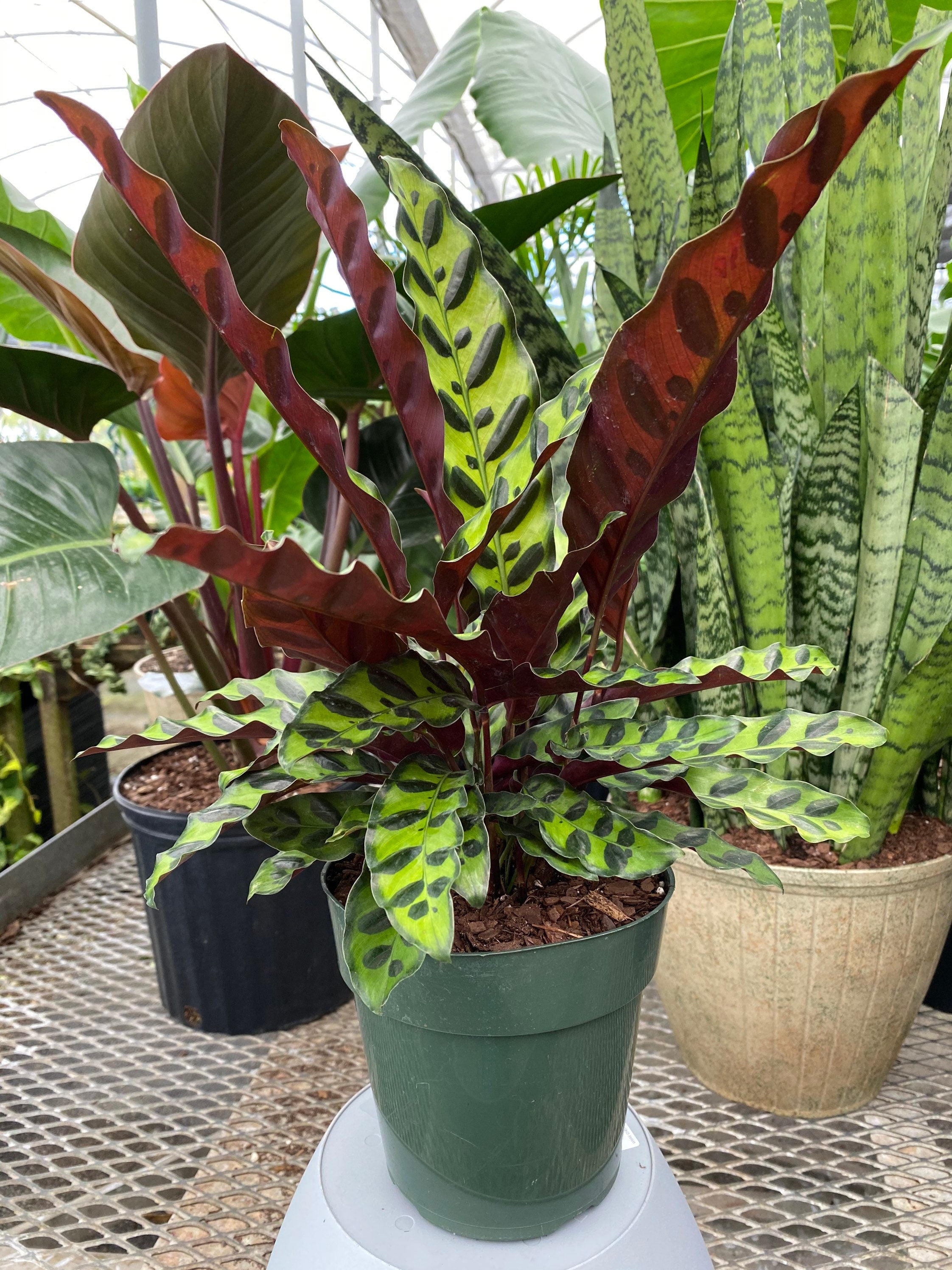Calathea RattleSnake Prayer Plants outside view