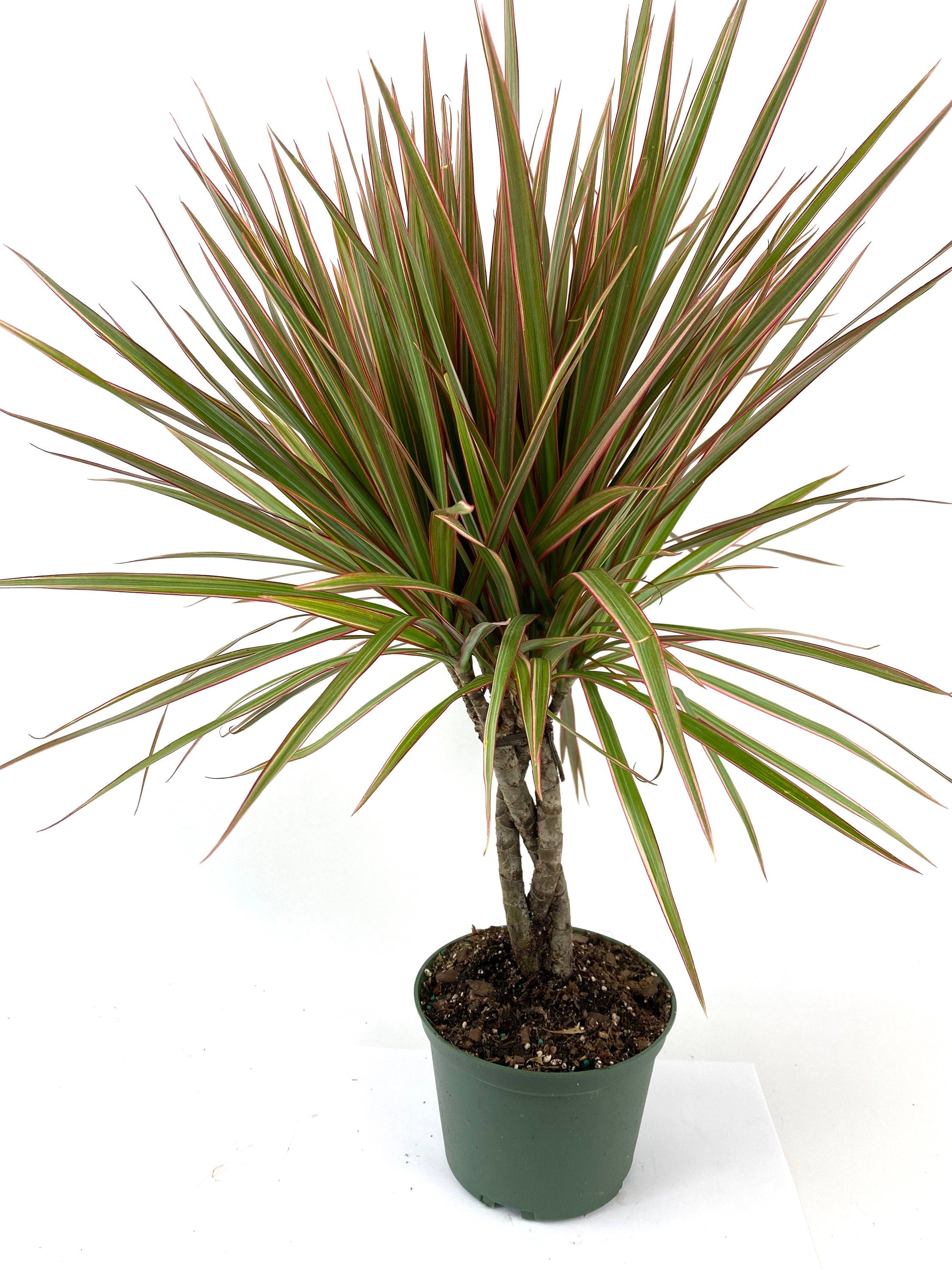 is dracaena marginata indoor or outdoor Dracaena Braided Trunk Bicolor, Dragon Tree