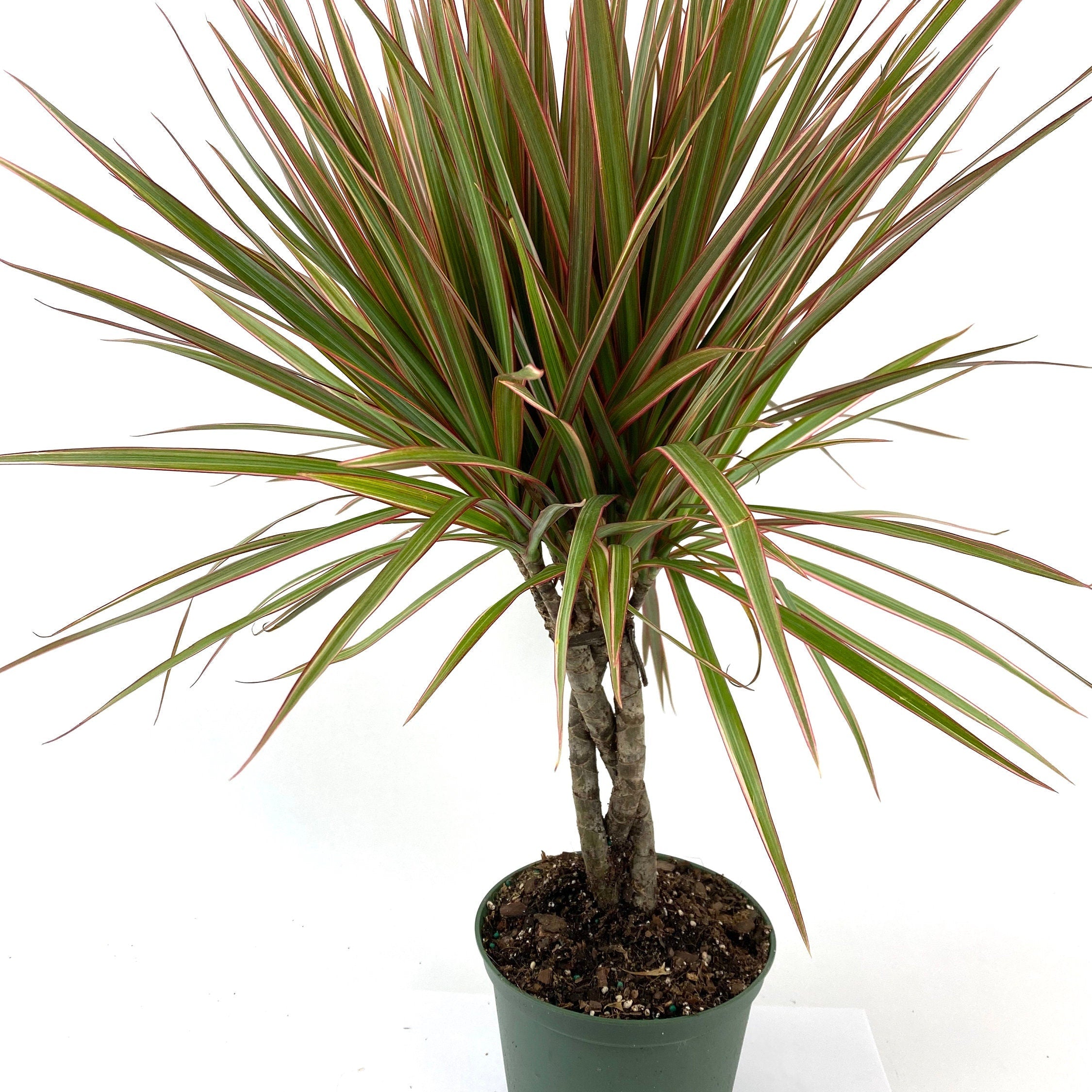 Braided Dracaena Dragon Tree nursery pot 1gal