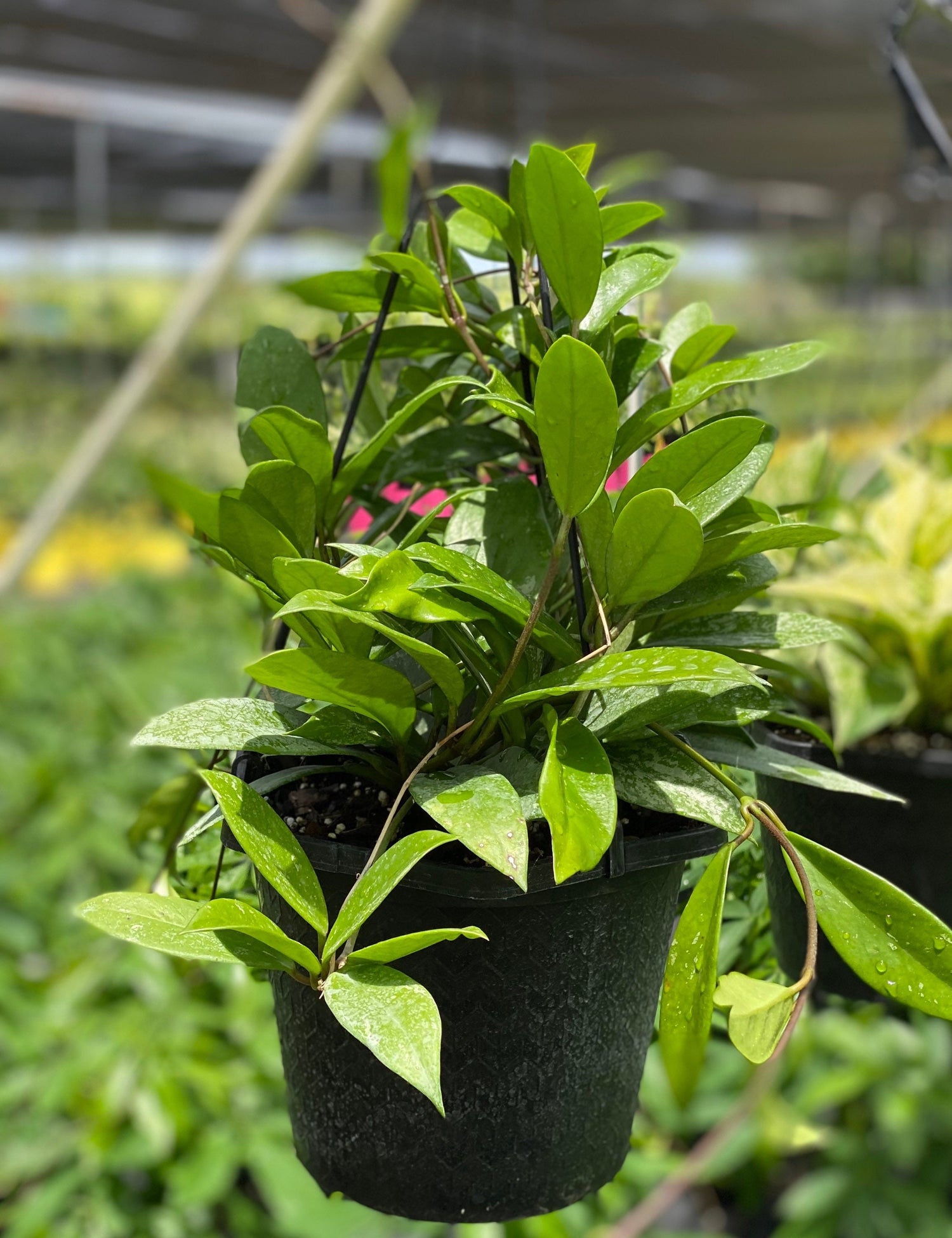 front view of Hoya Publicalyx Splash in Hanging Basket, Live Plant Variegated