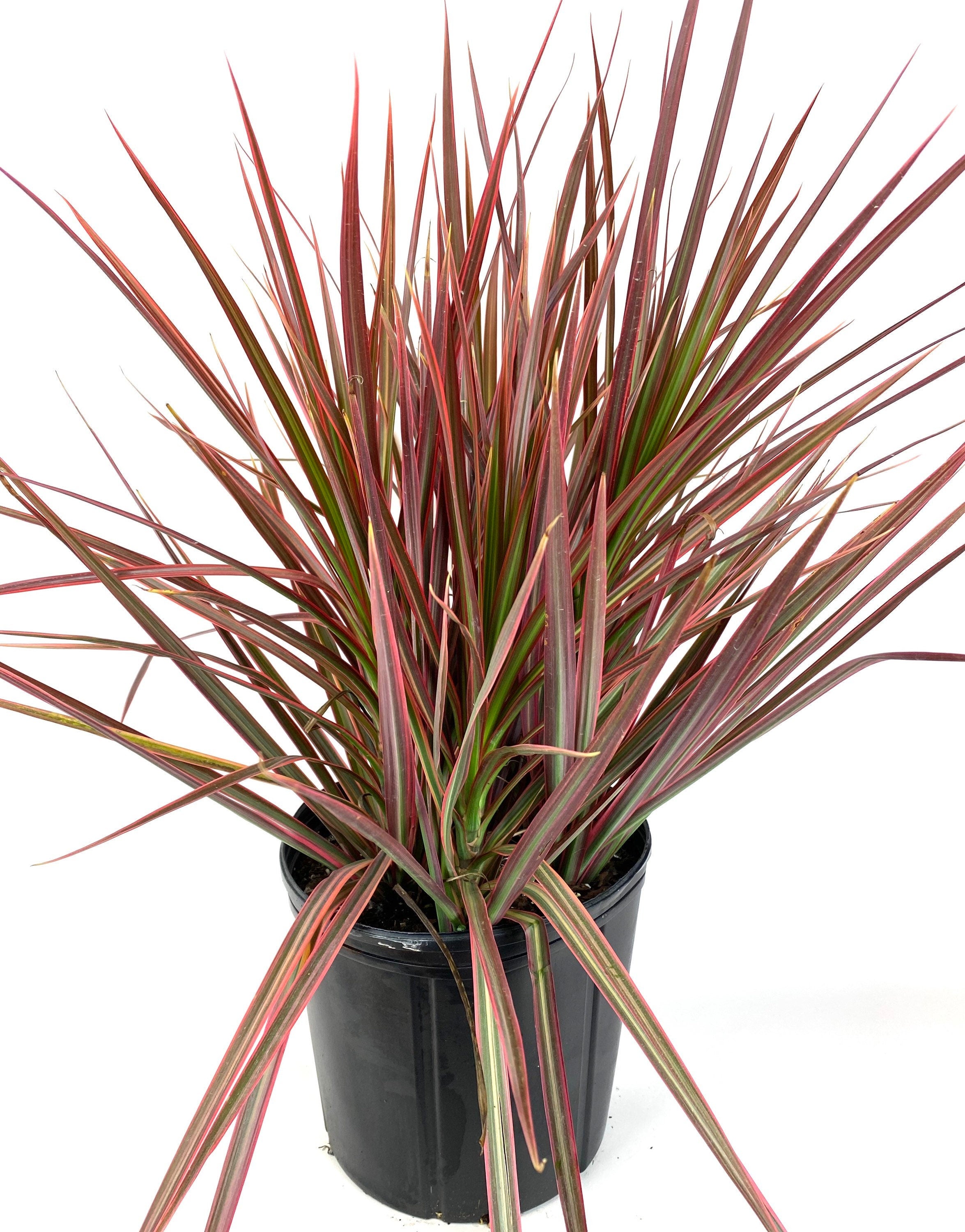 6+ Red Dracaena Dracaena Marginata Red