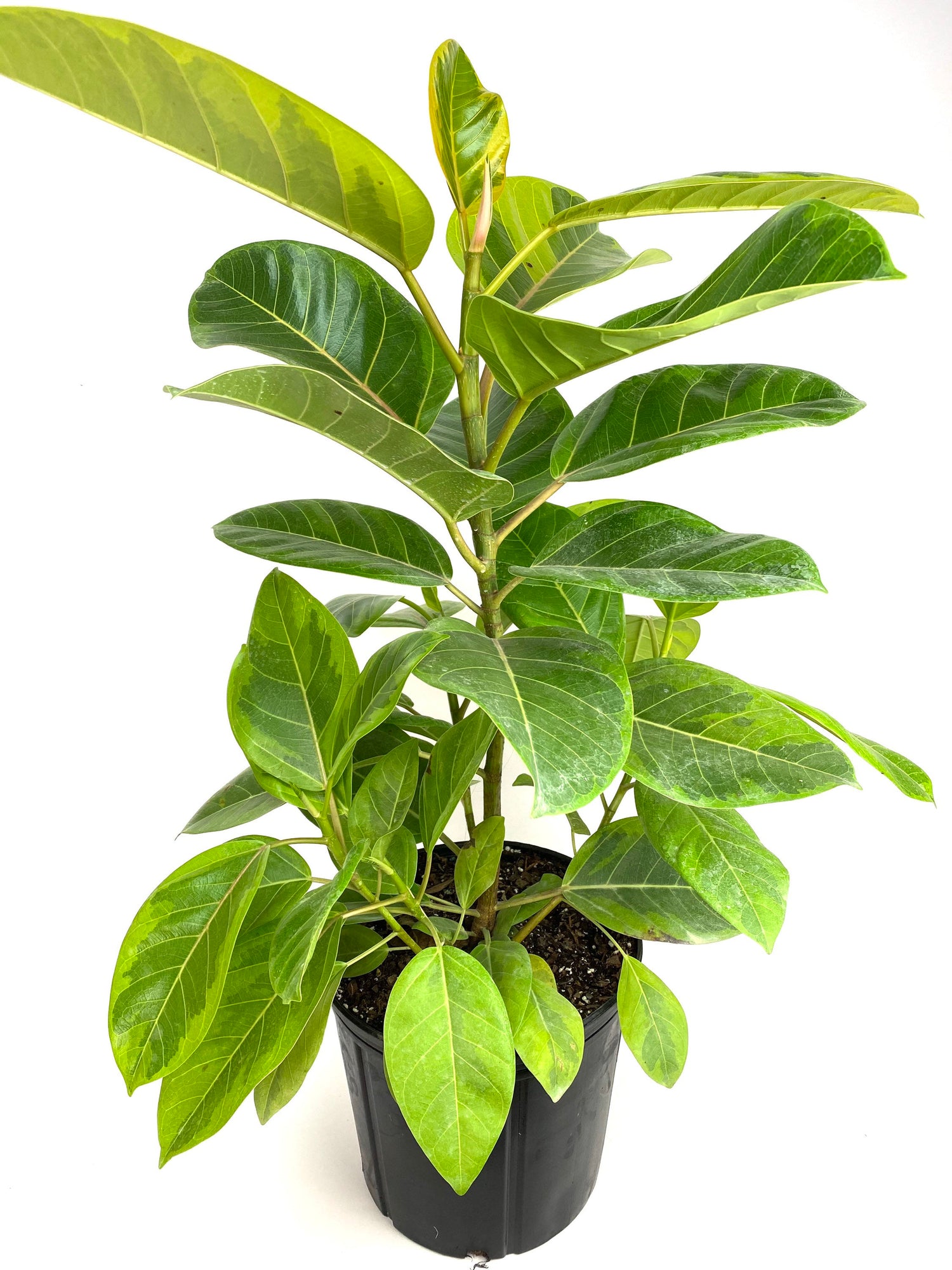 Ficus Altissima Tree Form Double, Variegated Yellow Gem Rubber Tree with white background