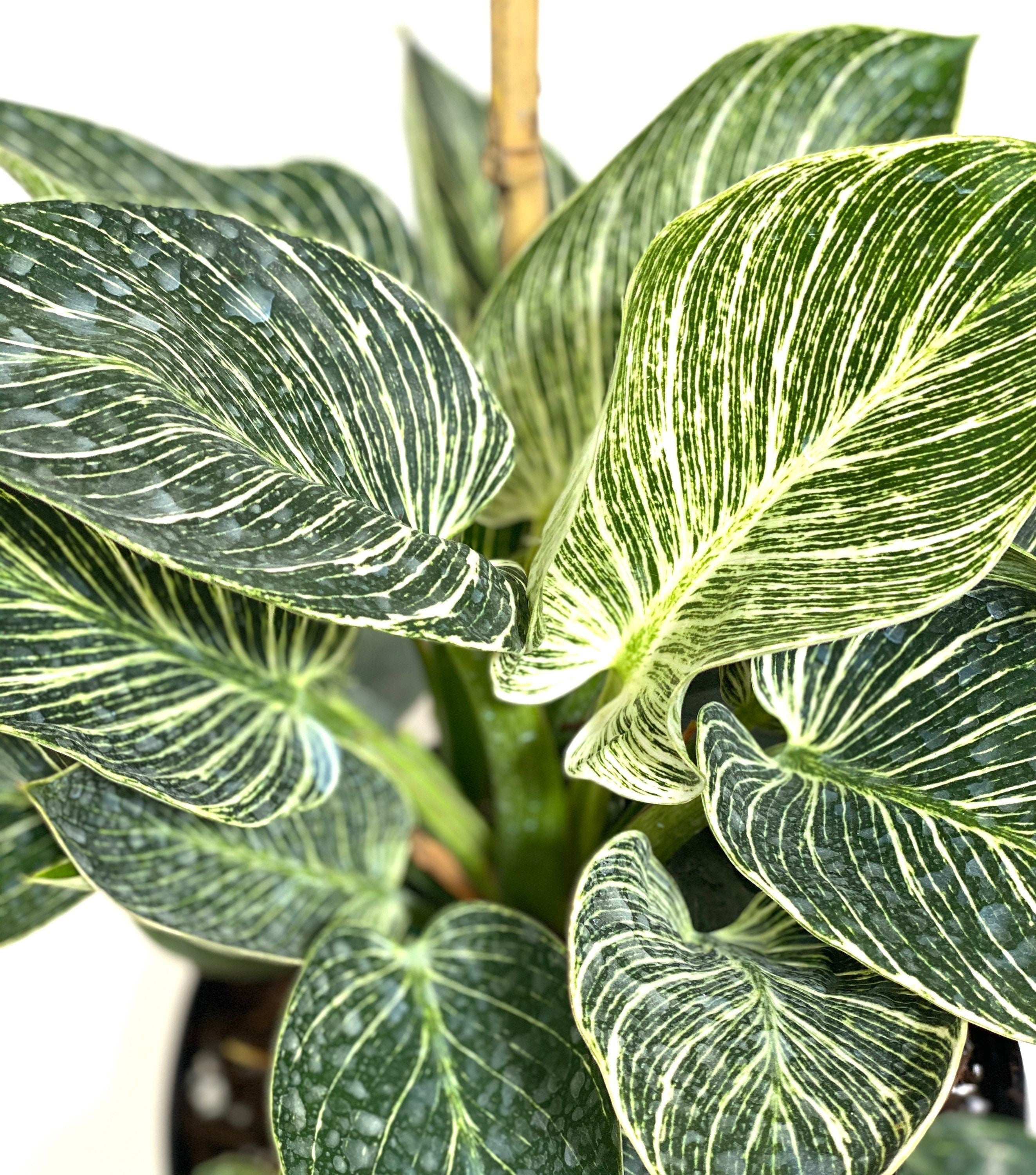 close view of Philodendron Birkin, White Stripe Leaves