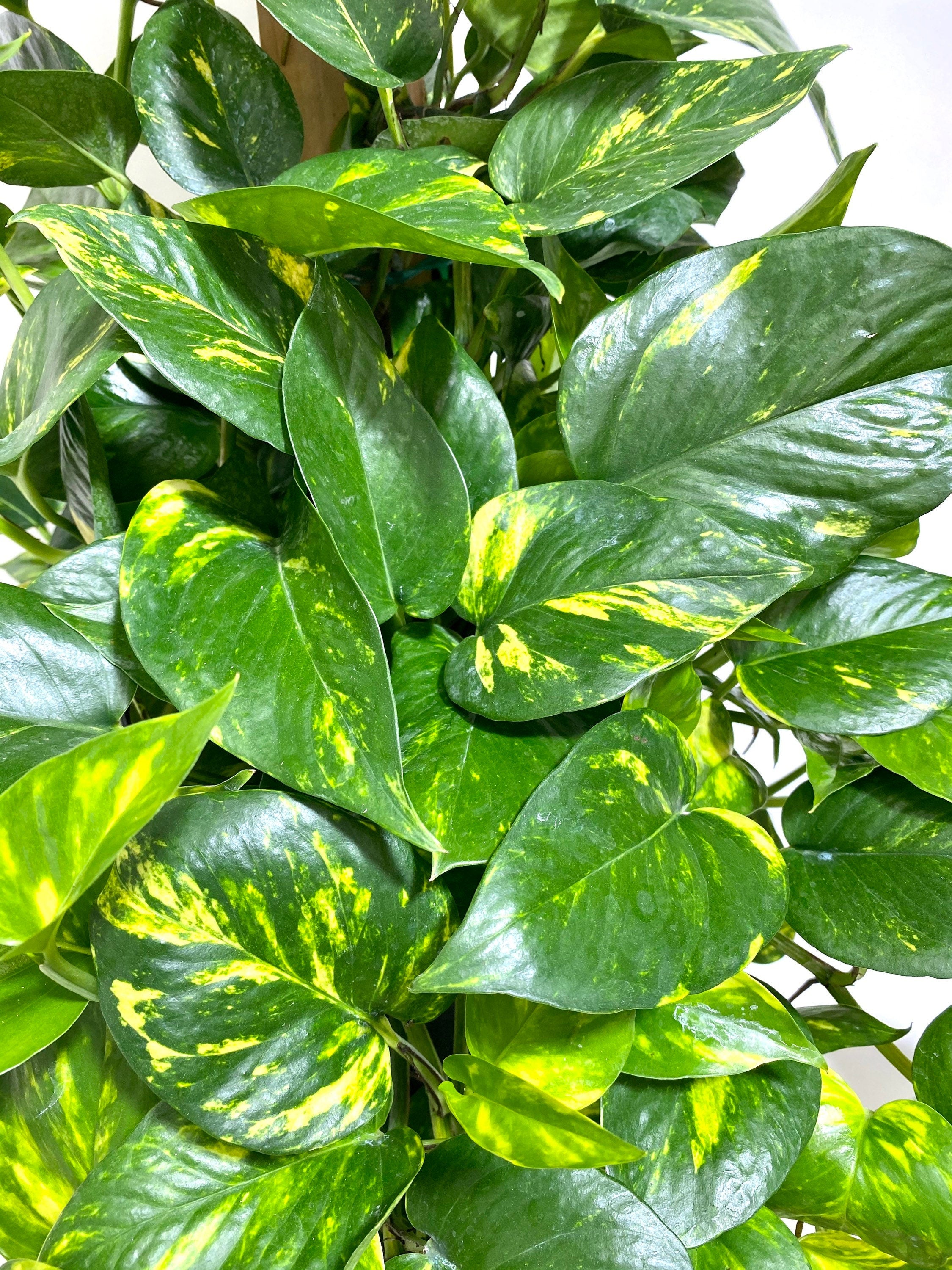 Golden Pothos in Trellis, Epipremnum Aureum leaves view